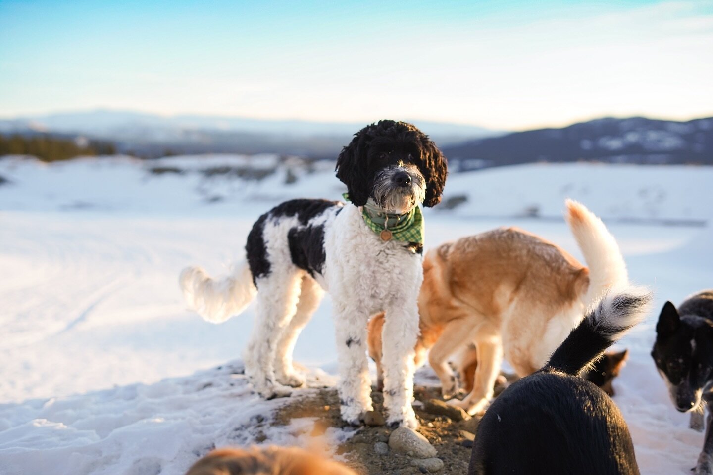 FawkesTrot Feature - ✨ Hazy May ✨
A la @fawkestrot.rhiannon we were inspired by the warm weather and light to give some of our members moments in the sun! This lil bundle of curls is Hazy. She is a bichon springer spaniel mix. No you haven&rsquo;t me