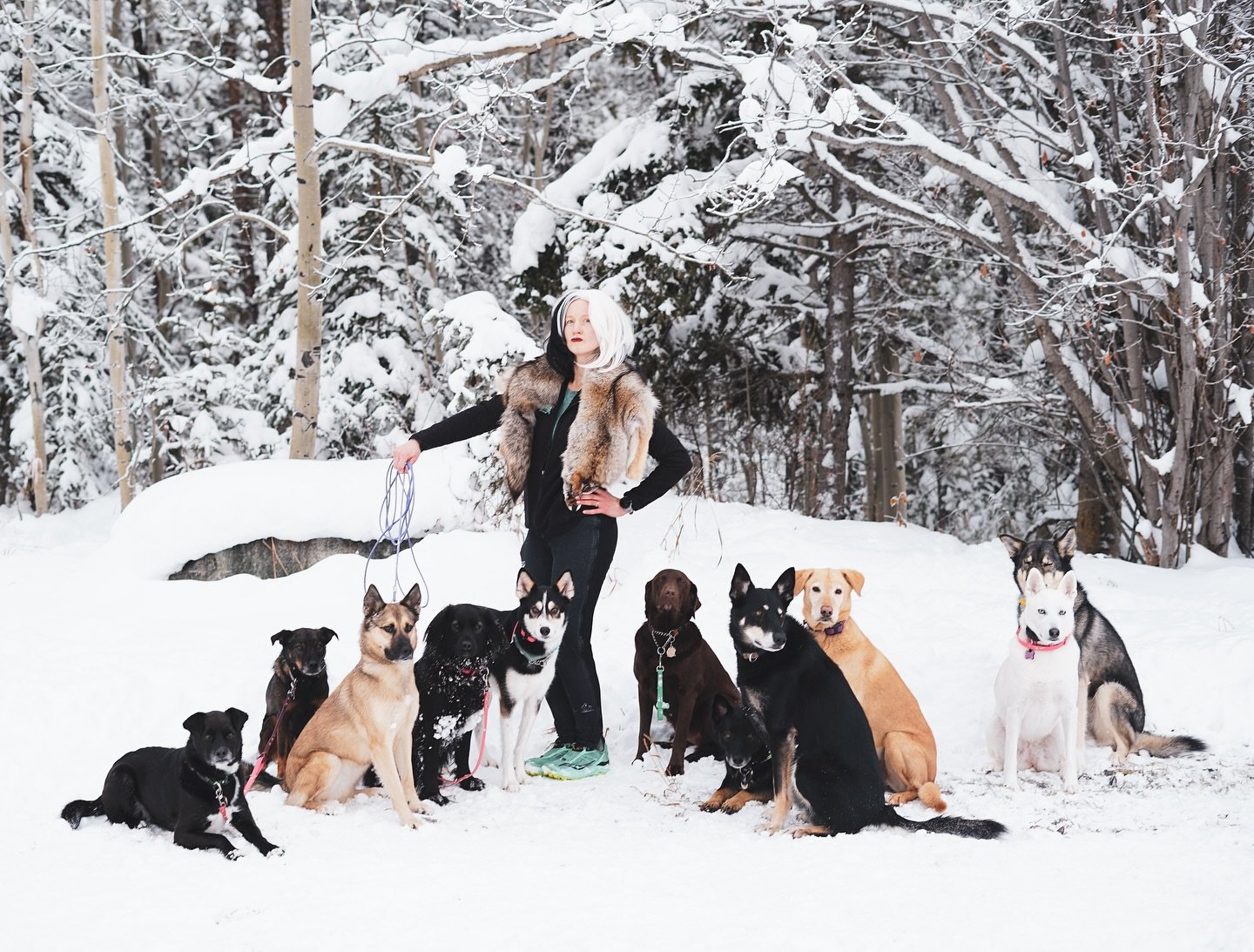 Happy Howl-o-ween from Cruella and her hoard of miscreant dogs 😉.
📸 @fawkestrot.rhiannon 
#dogwalker #tailsofyukon #fawkestrot #adventuredogs