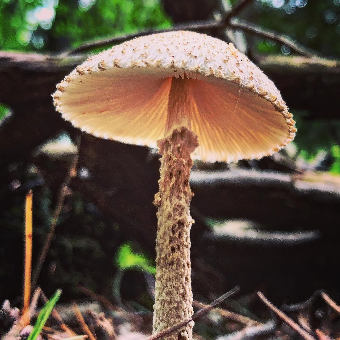 #mushrooms #foraging #milton #ontario 🍄
