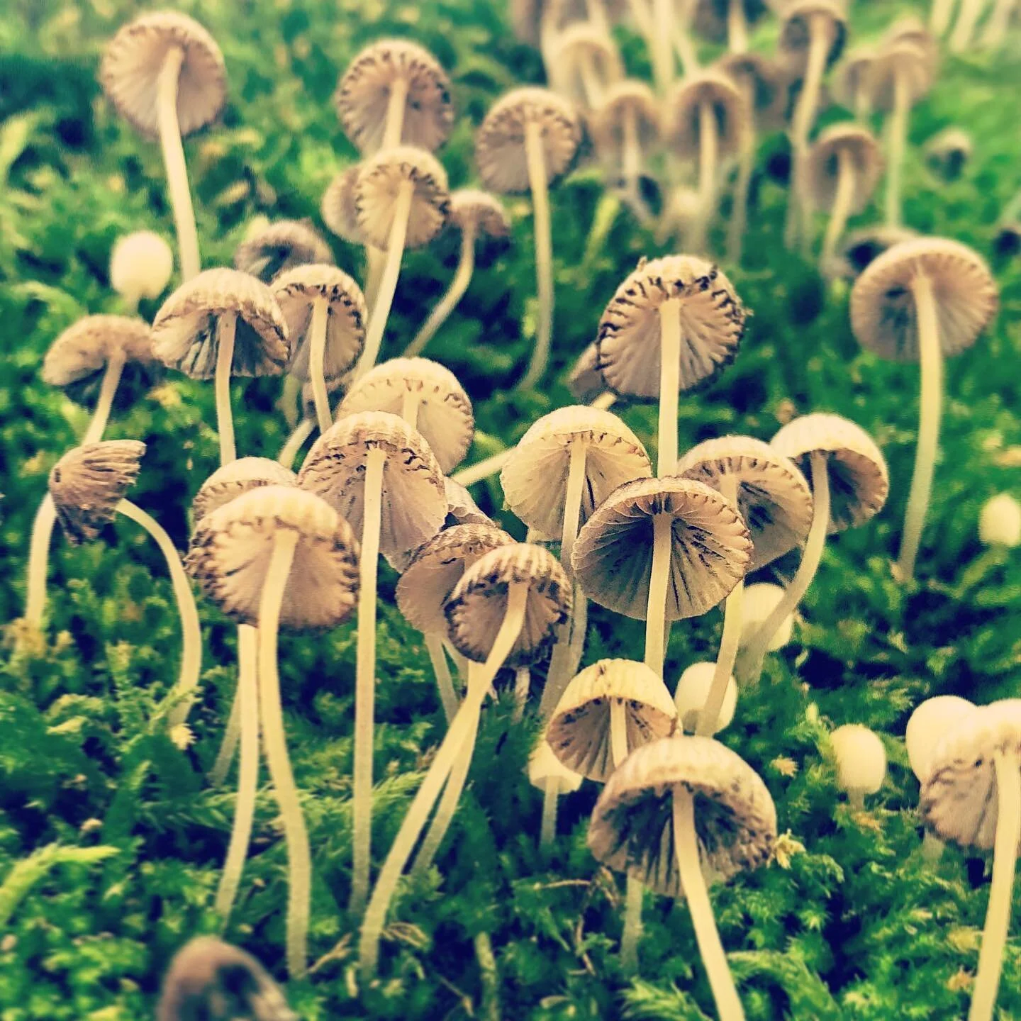Tiny #mushrooms 🍄🍄🍄 on our hike along the #brucetrail at #crawfordlake