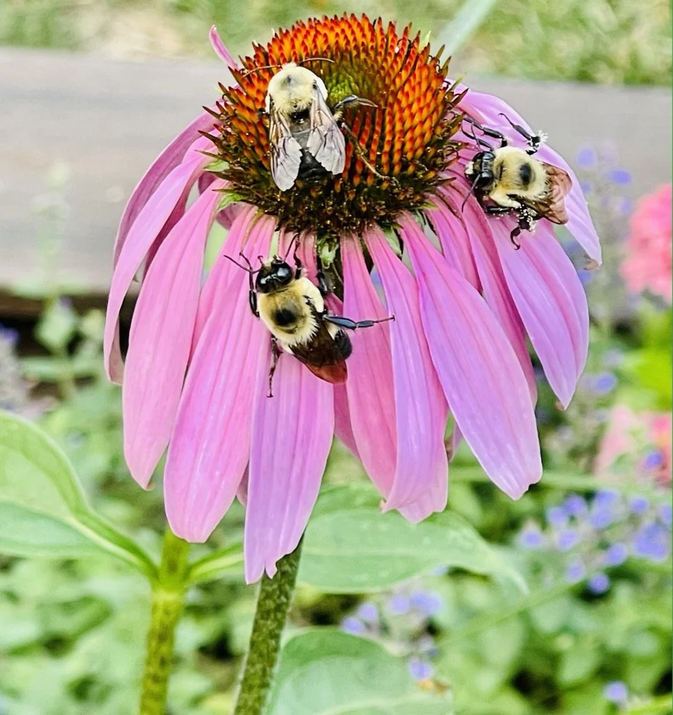 Who Are the Pollinators — Plymouth Pollinators