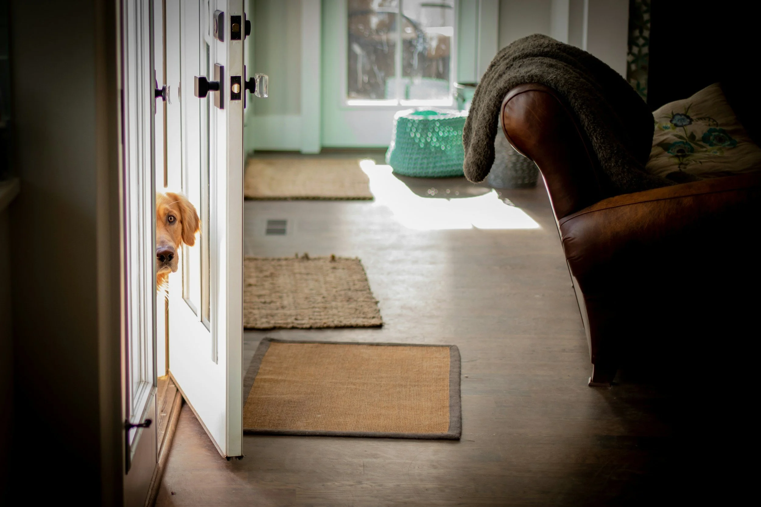 Dog Training Rhode Island