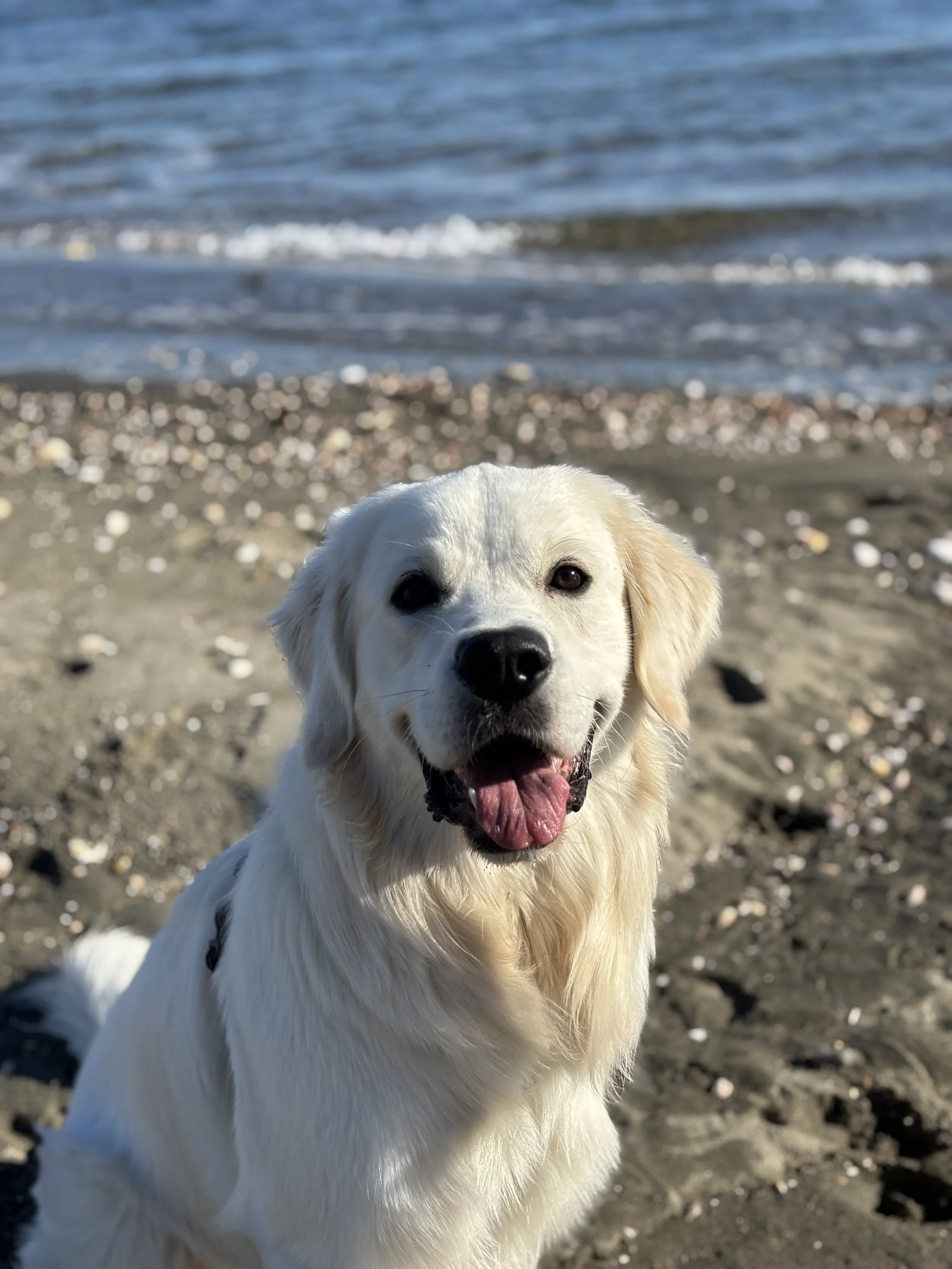 best dog walking in rhode island