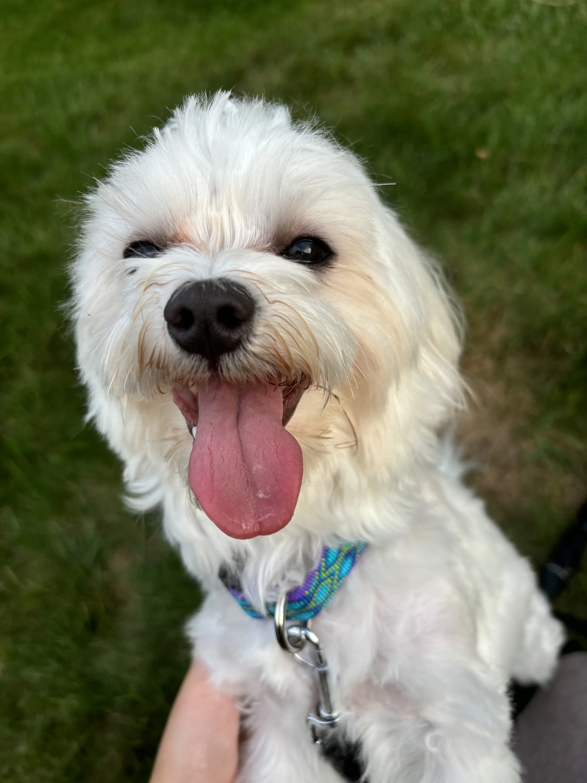 dog training rhode island