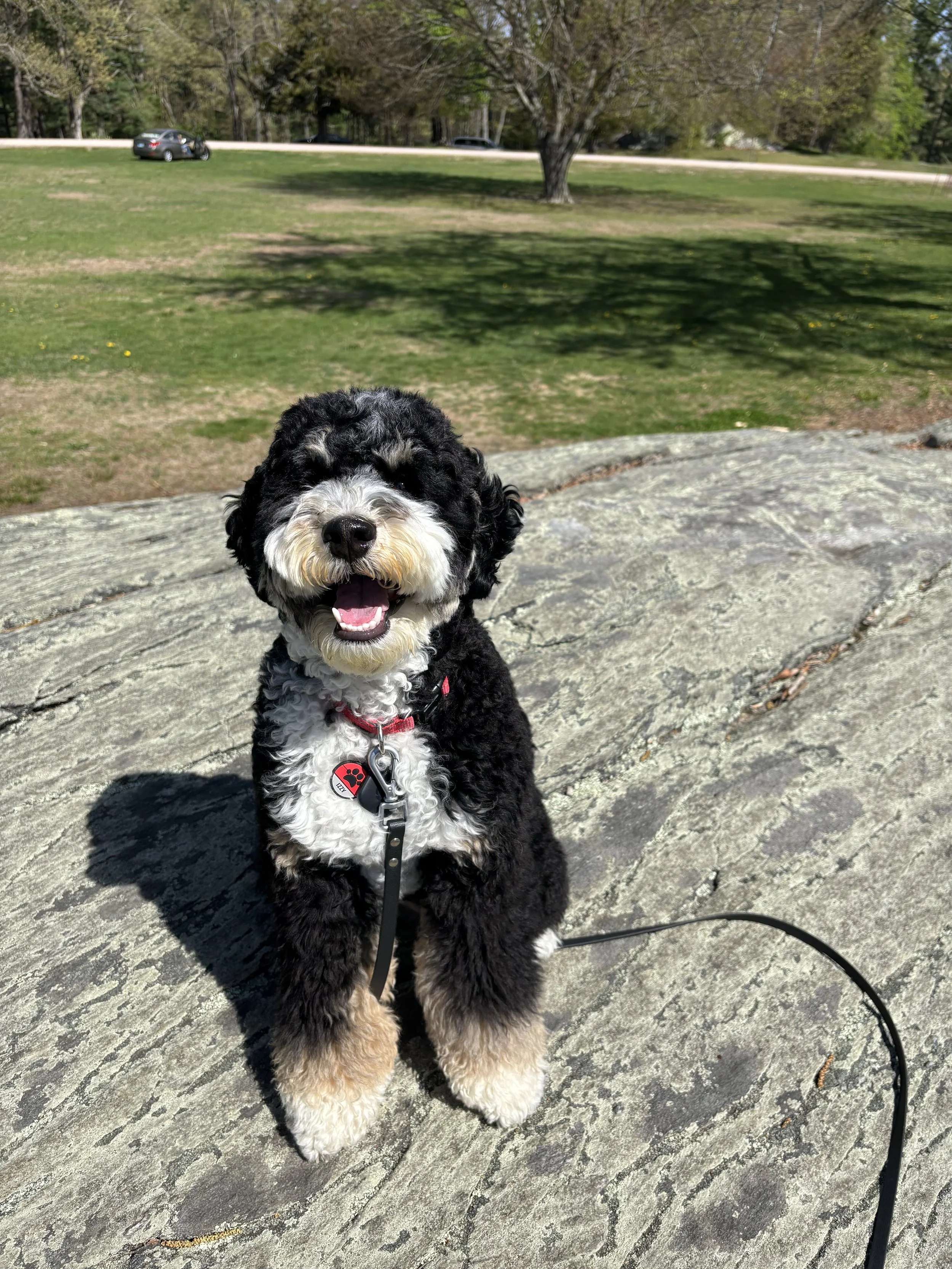 dog walking rhode island