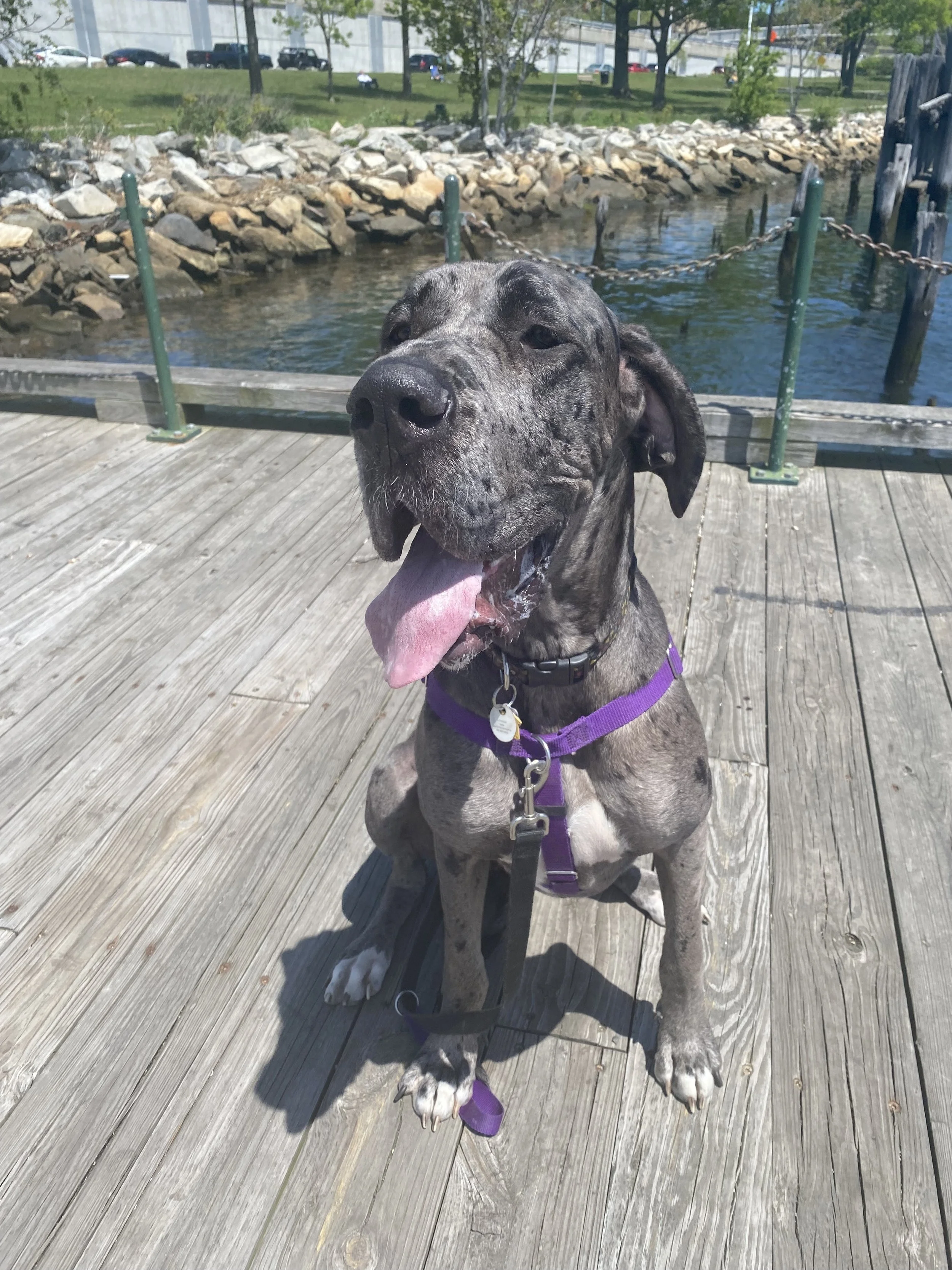 best dog walking rhode island