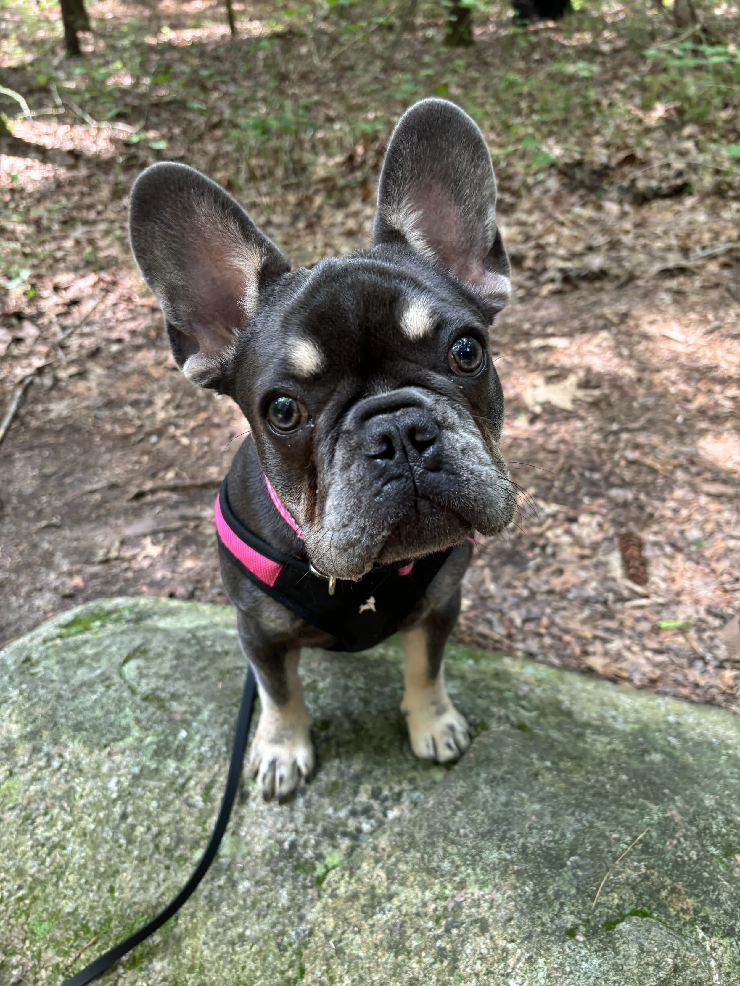 best dog training rhode island
