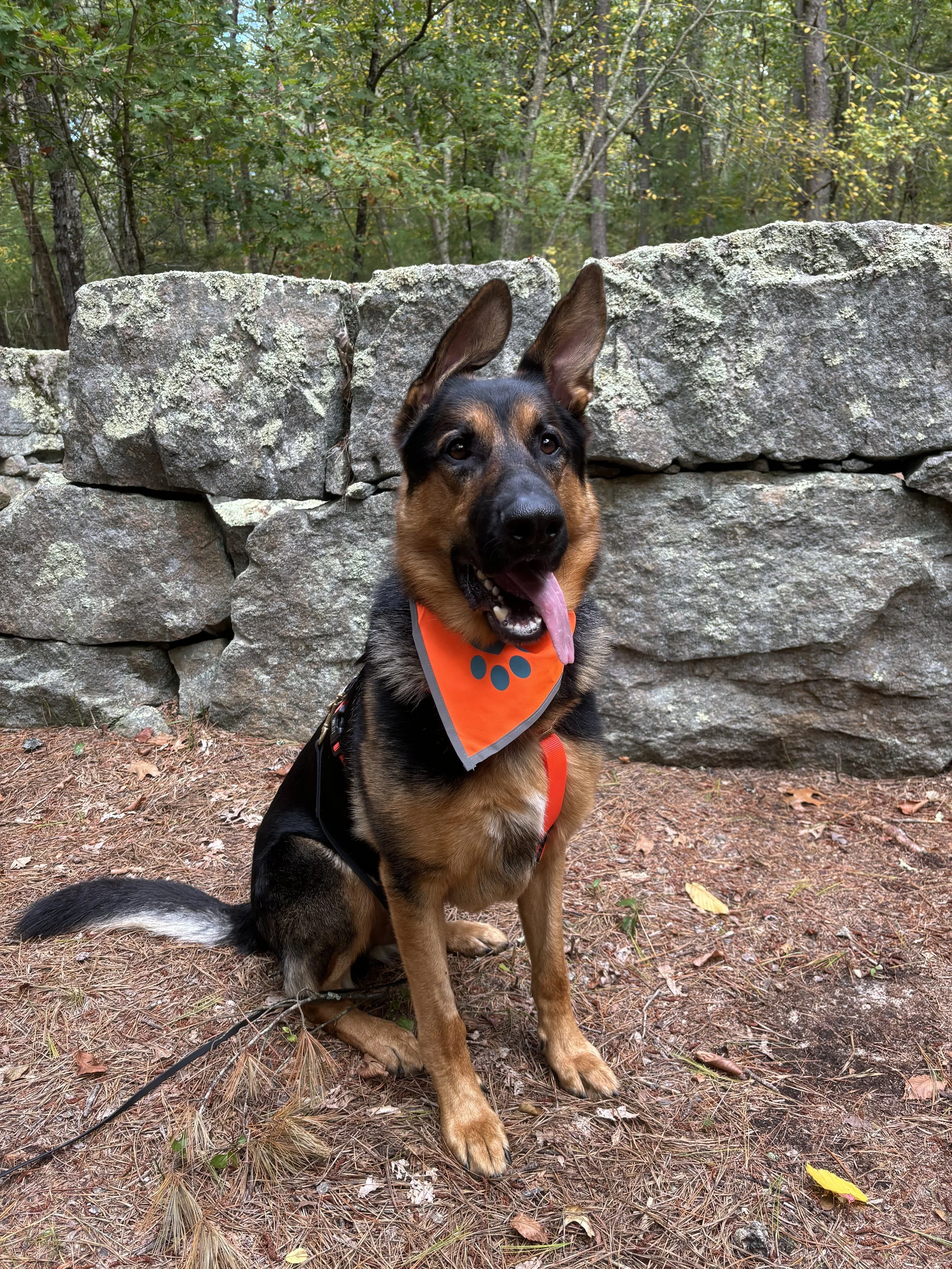 dog hiking rhode island
