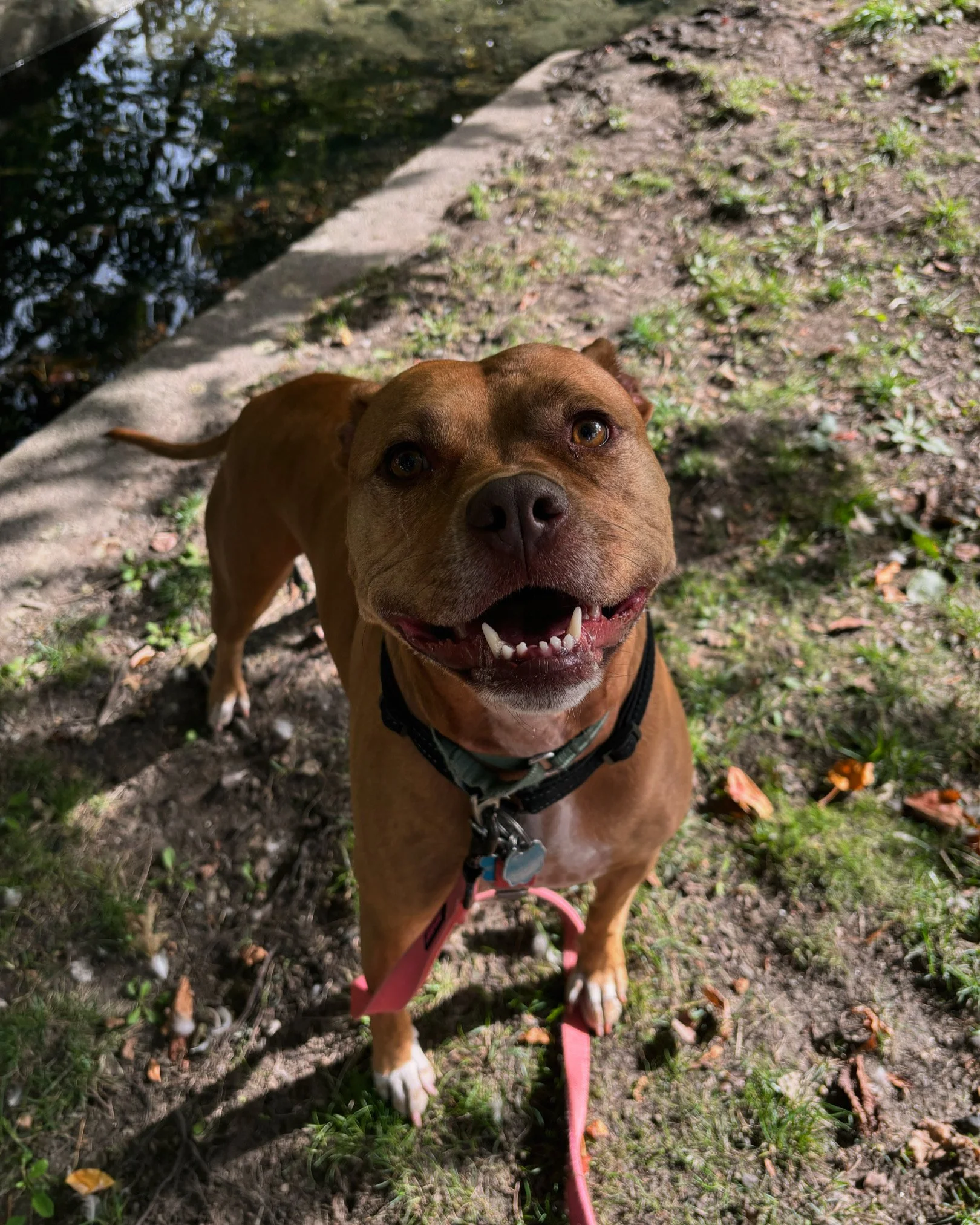 dog training walk