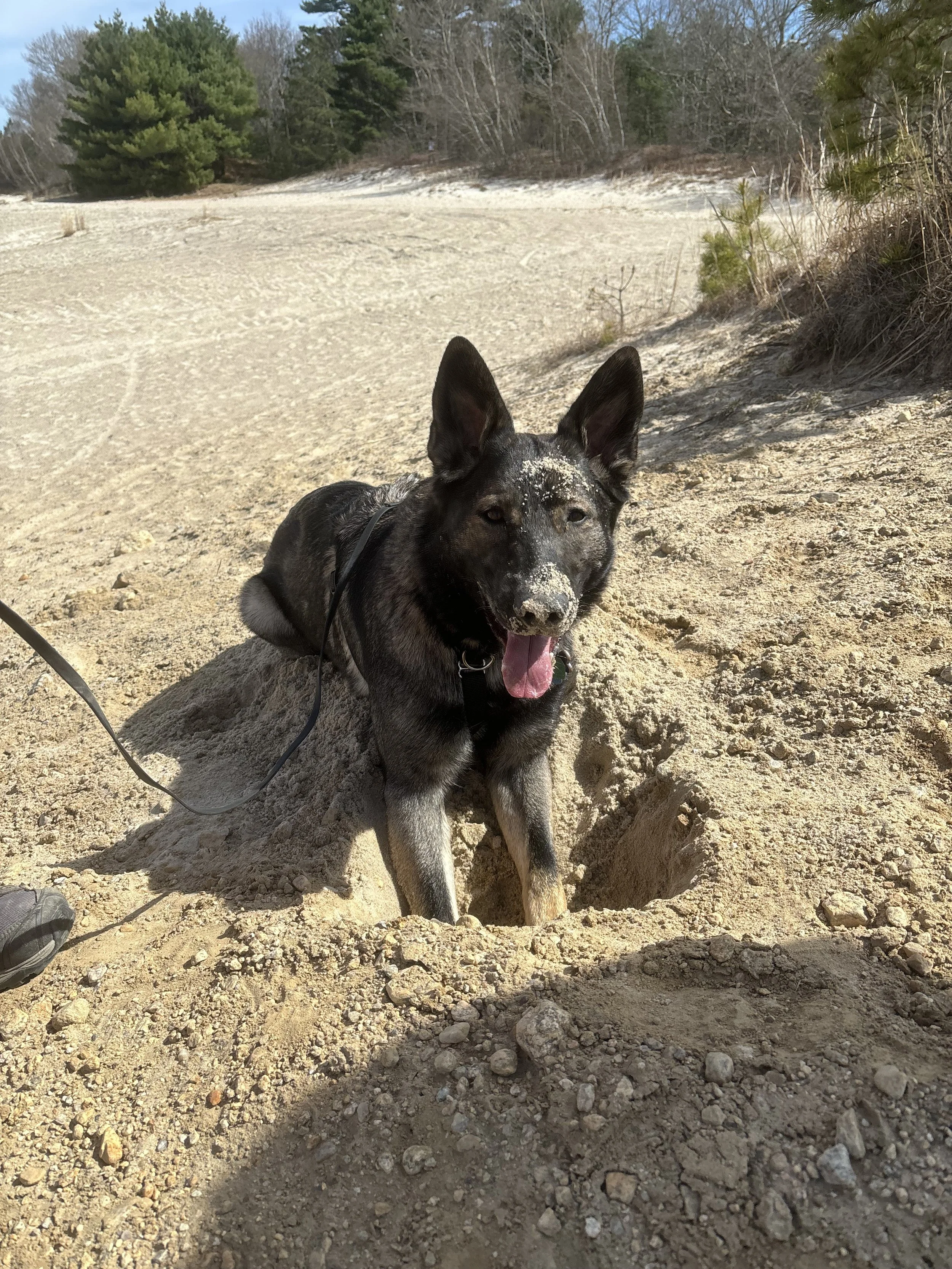 dog walk