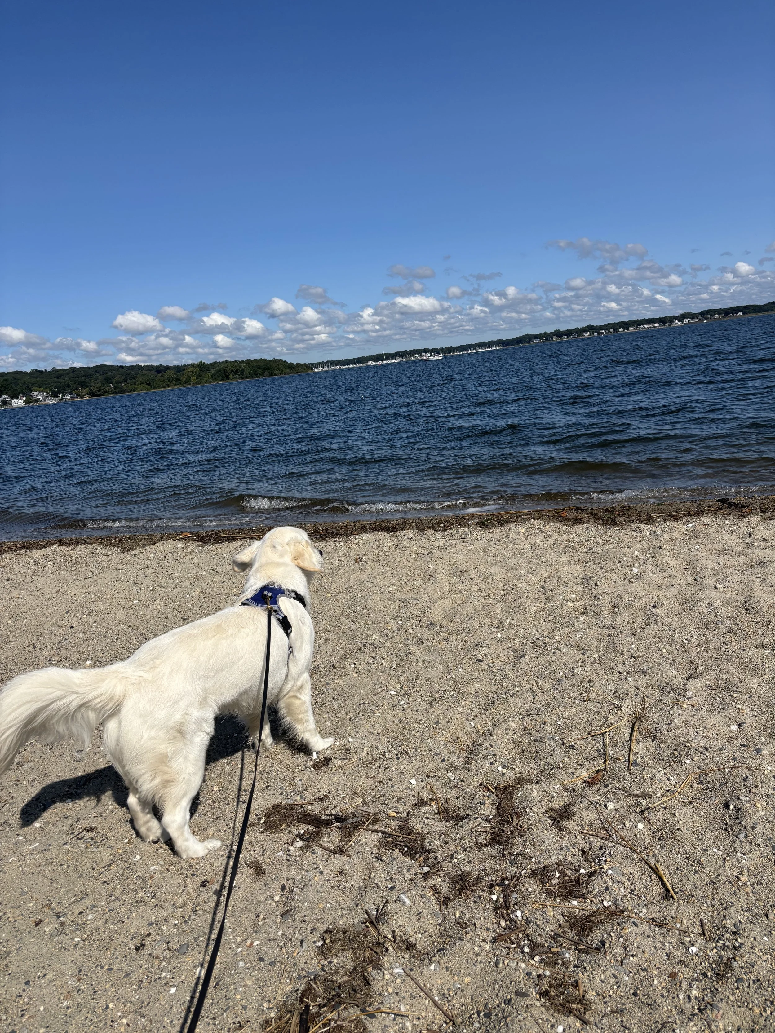 best dog walker rhode island
