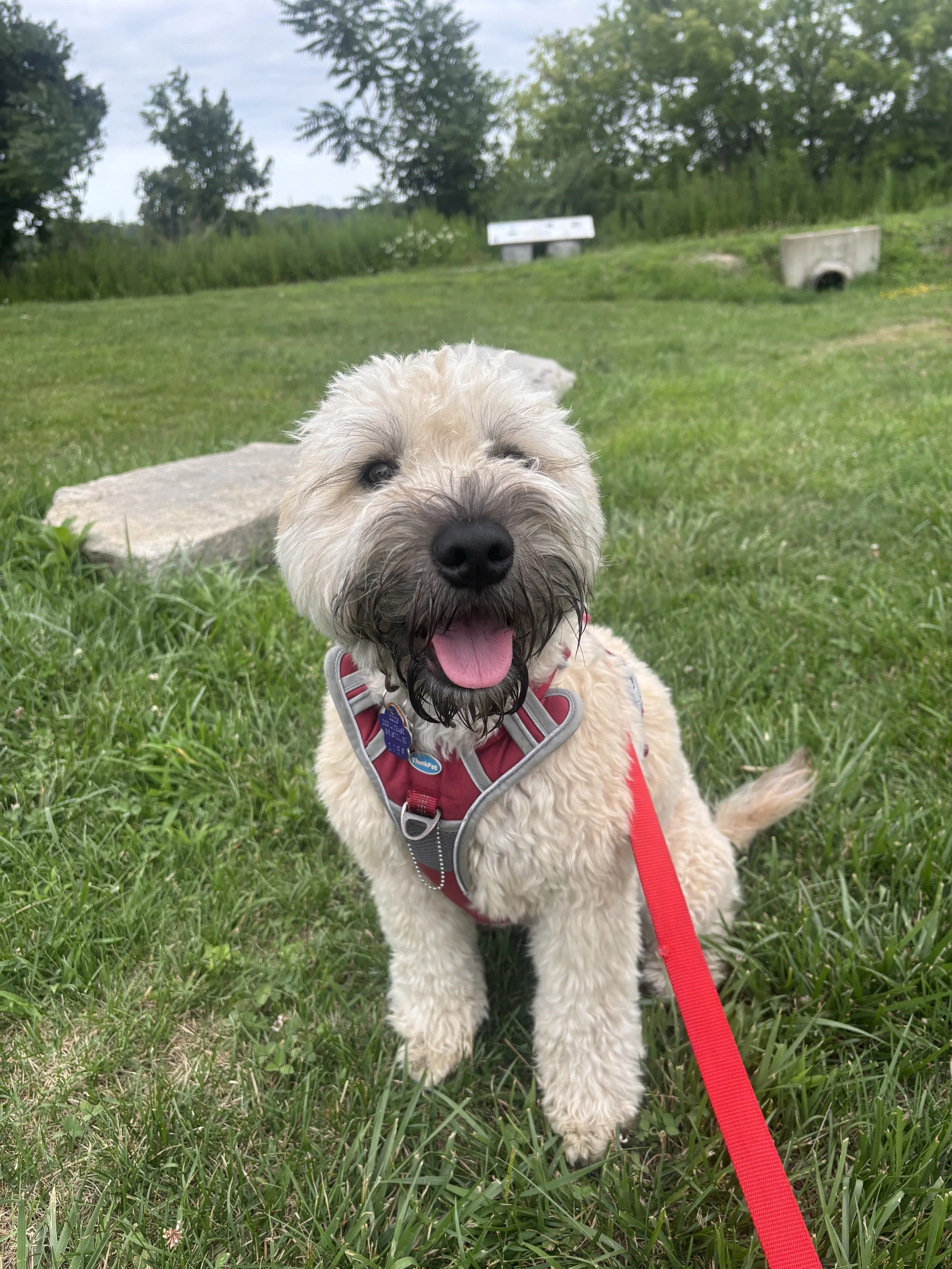 dog walker rhode island