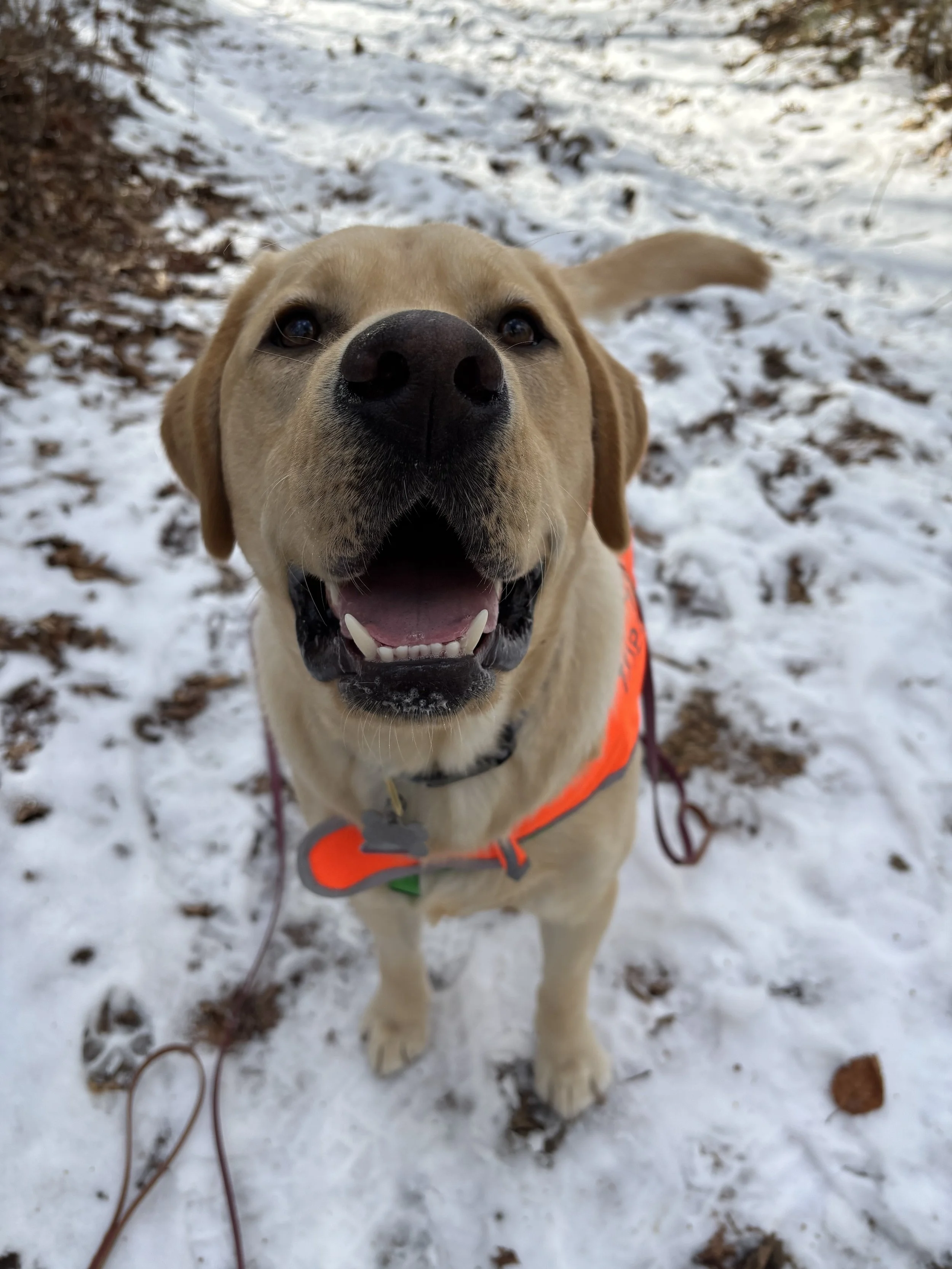 best dog walking in rhode island