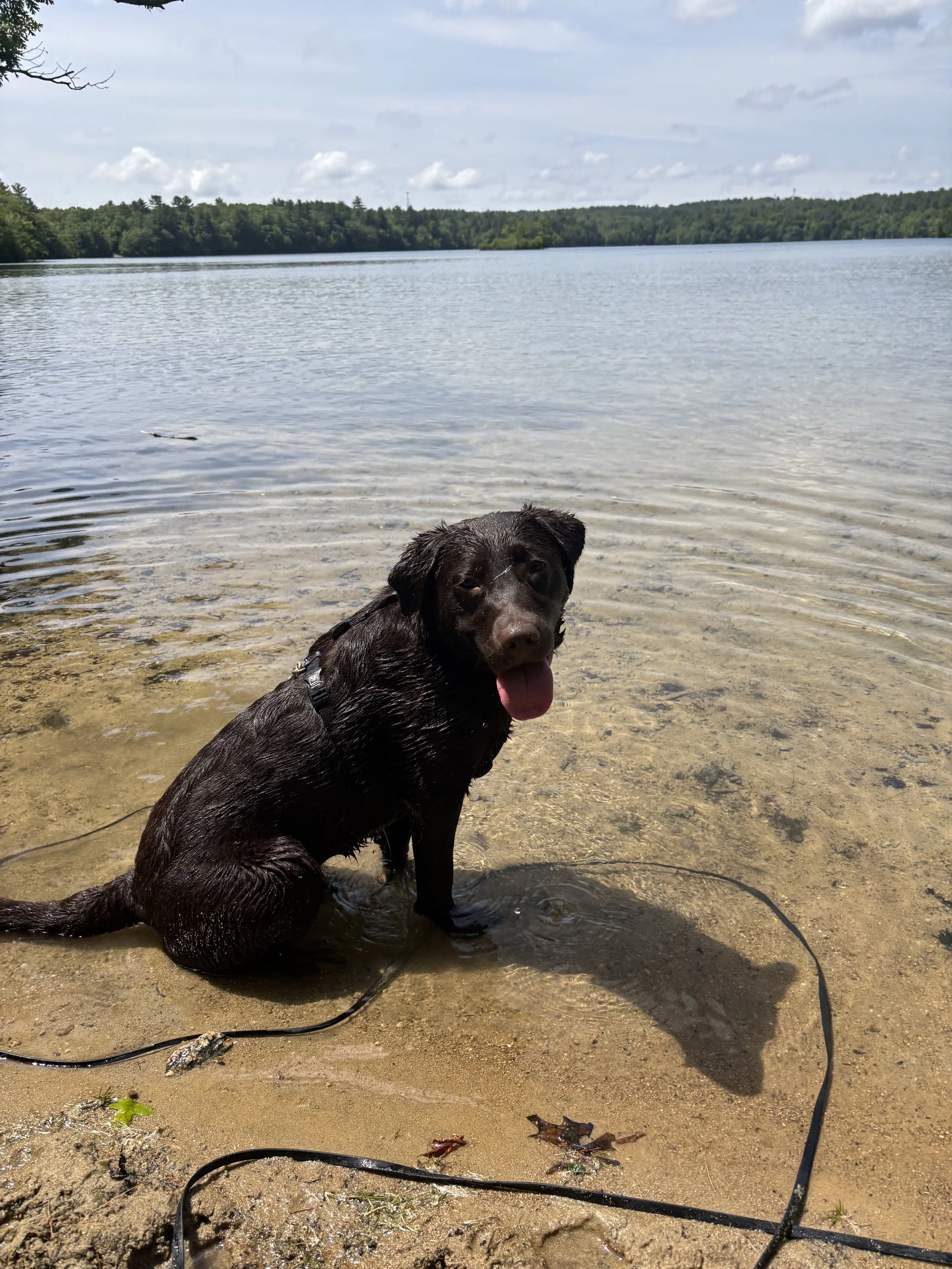 best dog training in rhode island