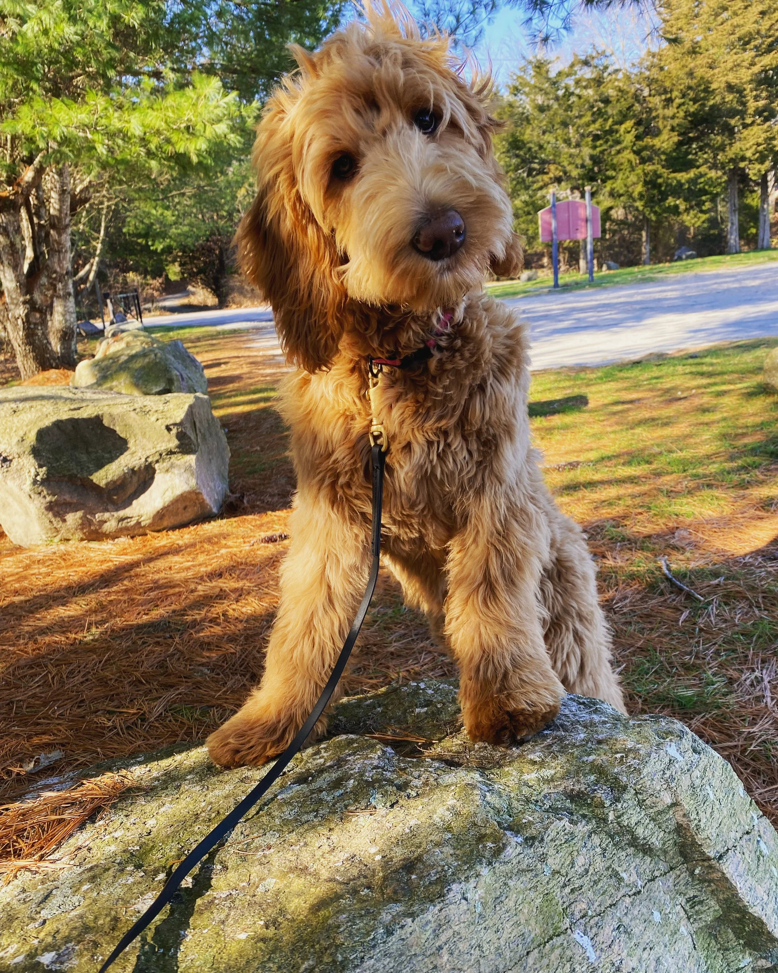 best dog training rhode island