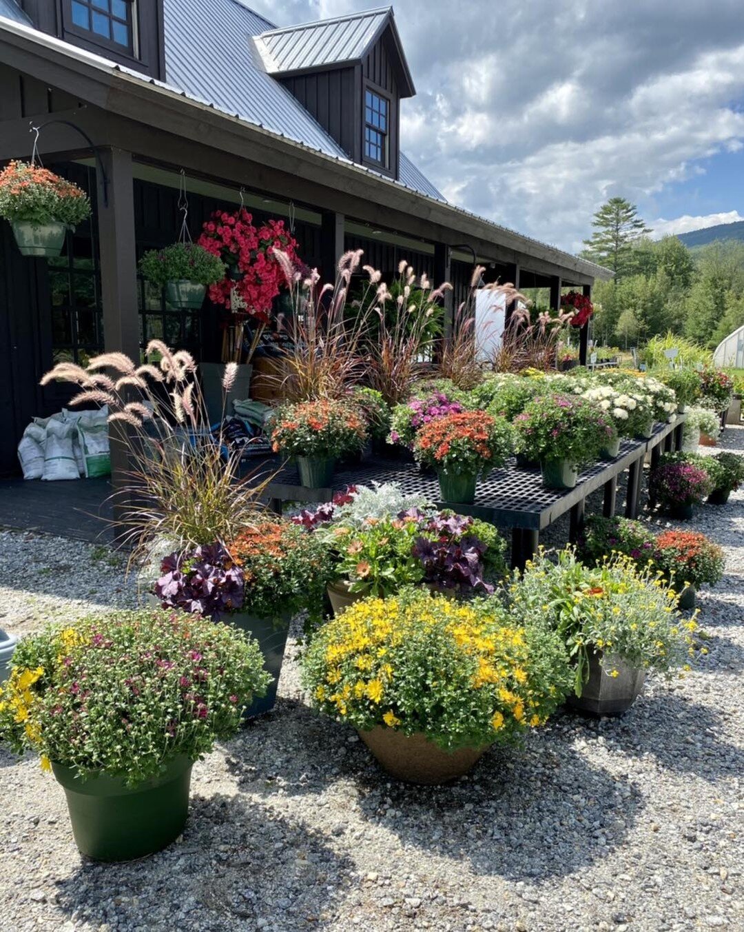 Mums, mums and more mums! We&rsquo;re not ones to rush summer but, the fall season is upon us. We have lots of colorful mums to choose from with different bloom times throughout the season. We also have flowering kale, ornamental grasses and other ha