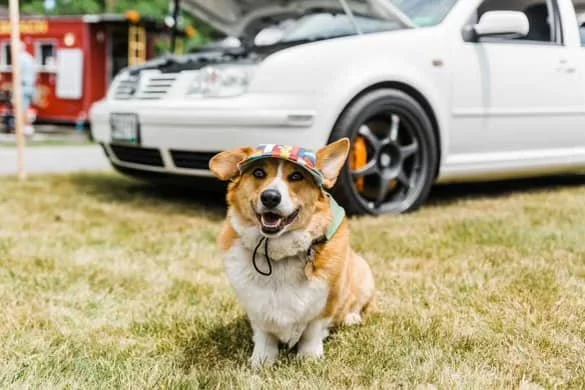 Buddy