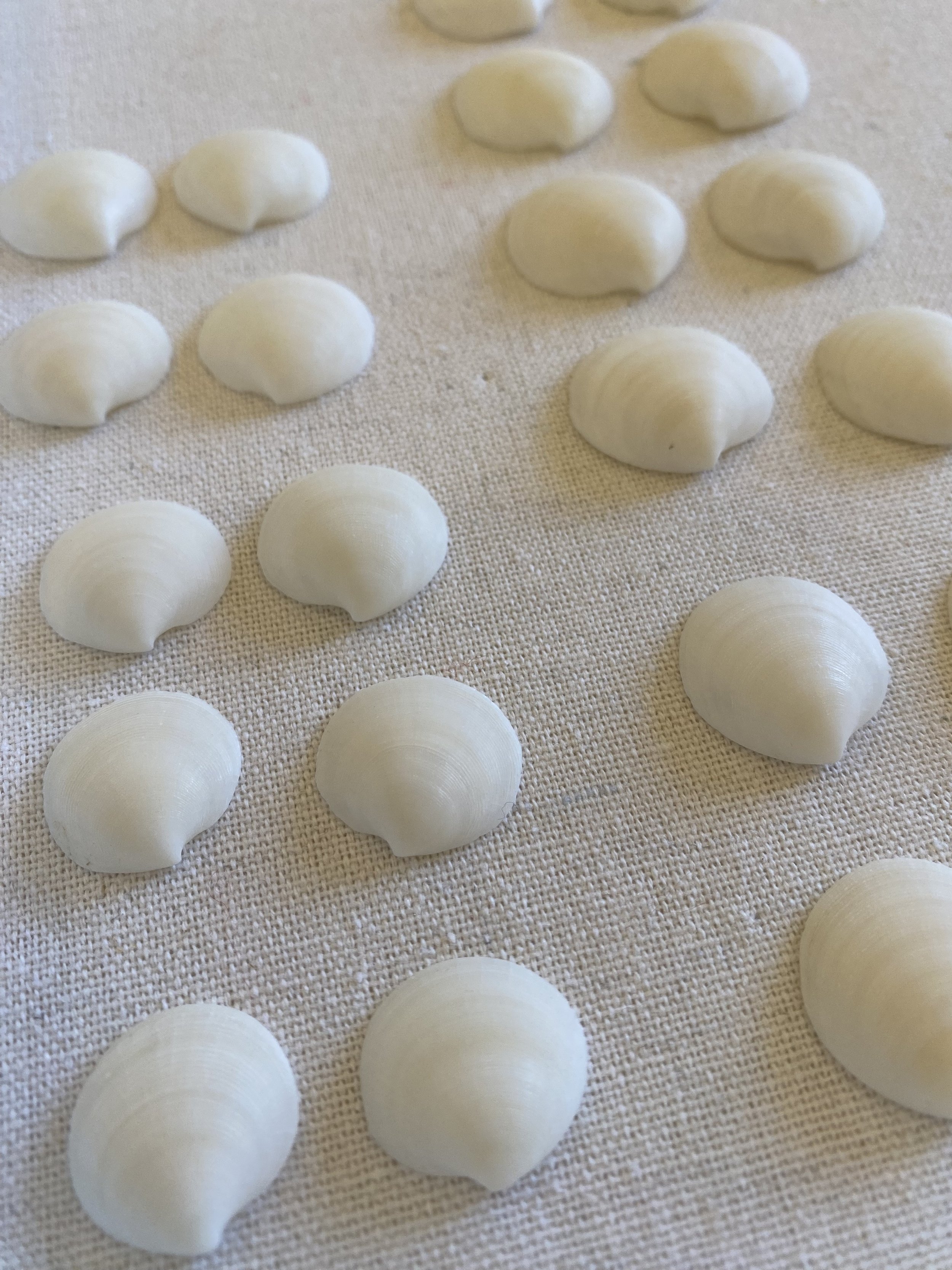 Pairing up Dosinea seashells.