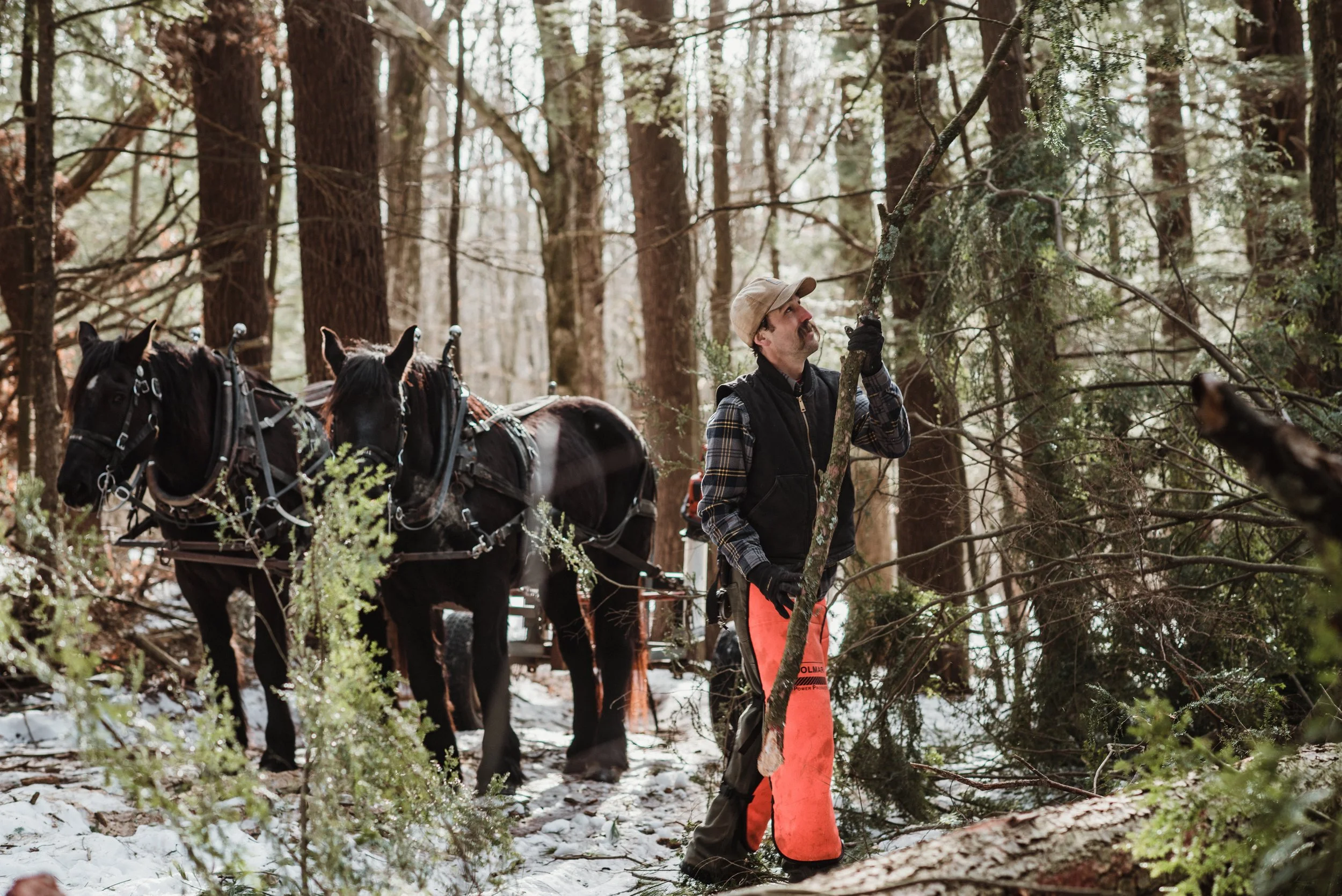 Introduction to woodland management 2/28/26