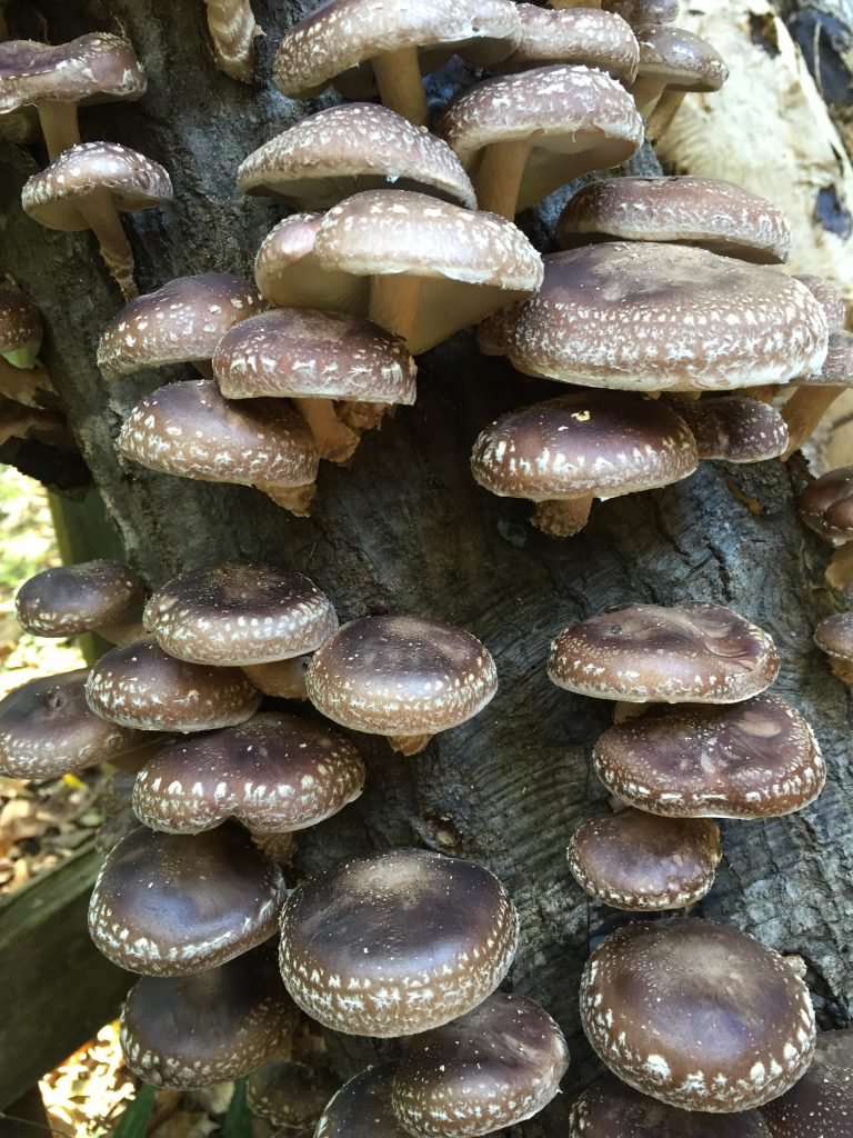 Shiitake Growing Workshop