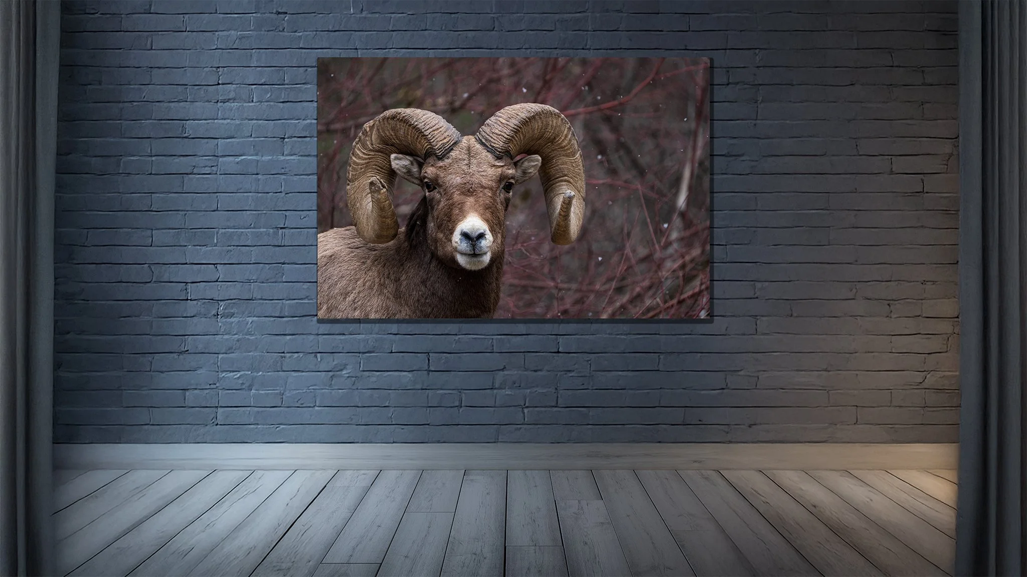 King of the Rams - Room Mock Up.jpg