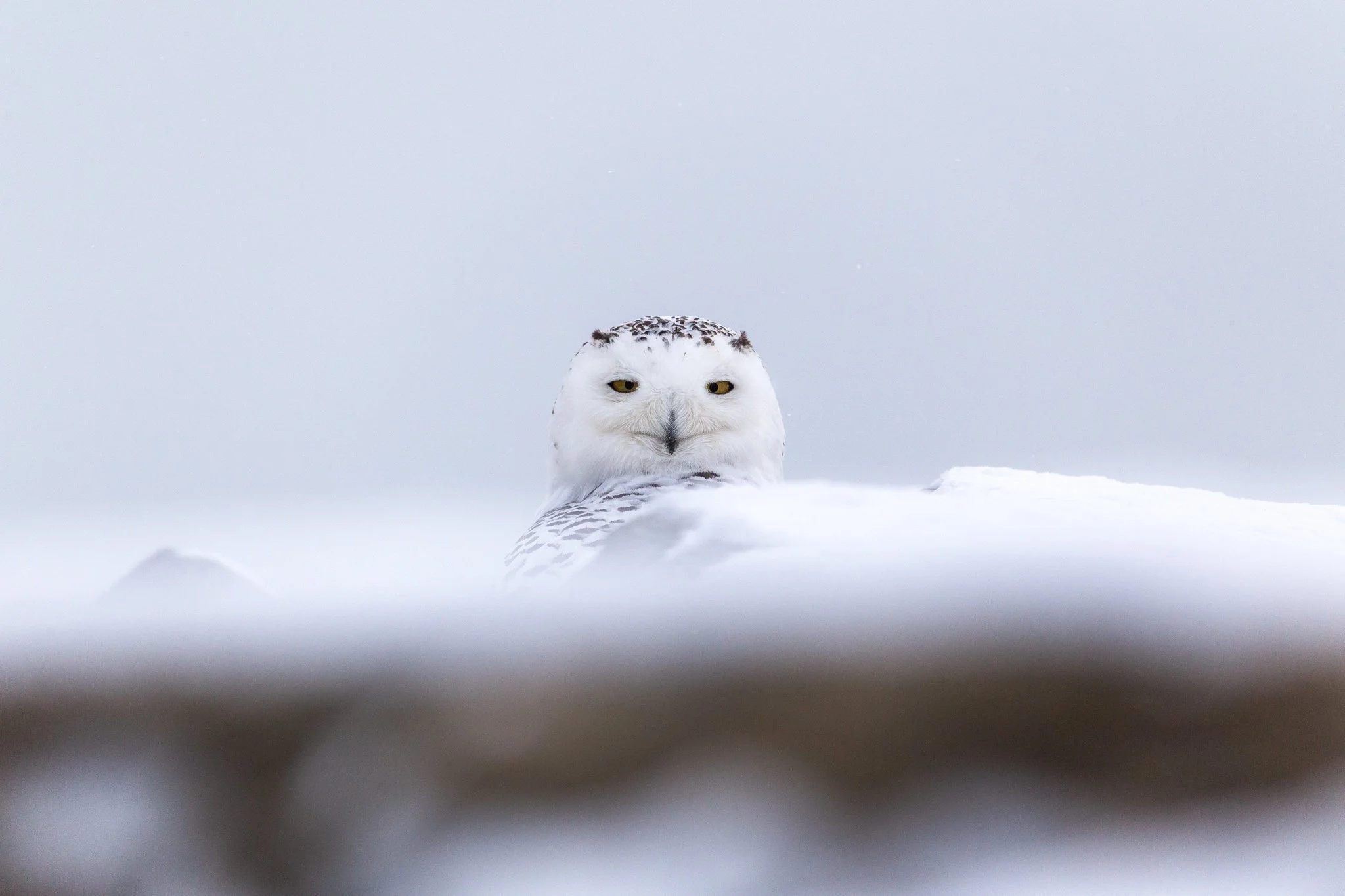Snowy Owl I.jpg