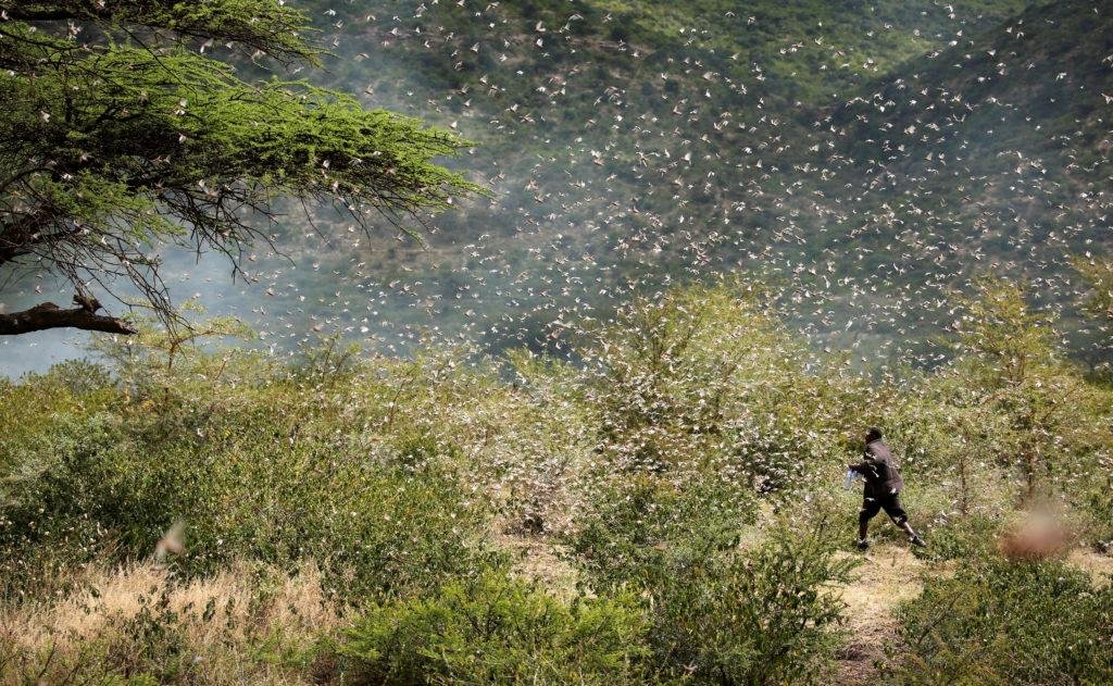 Locust infestation in Ethiopia, 2020