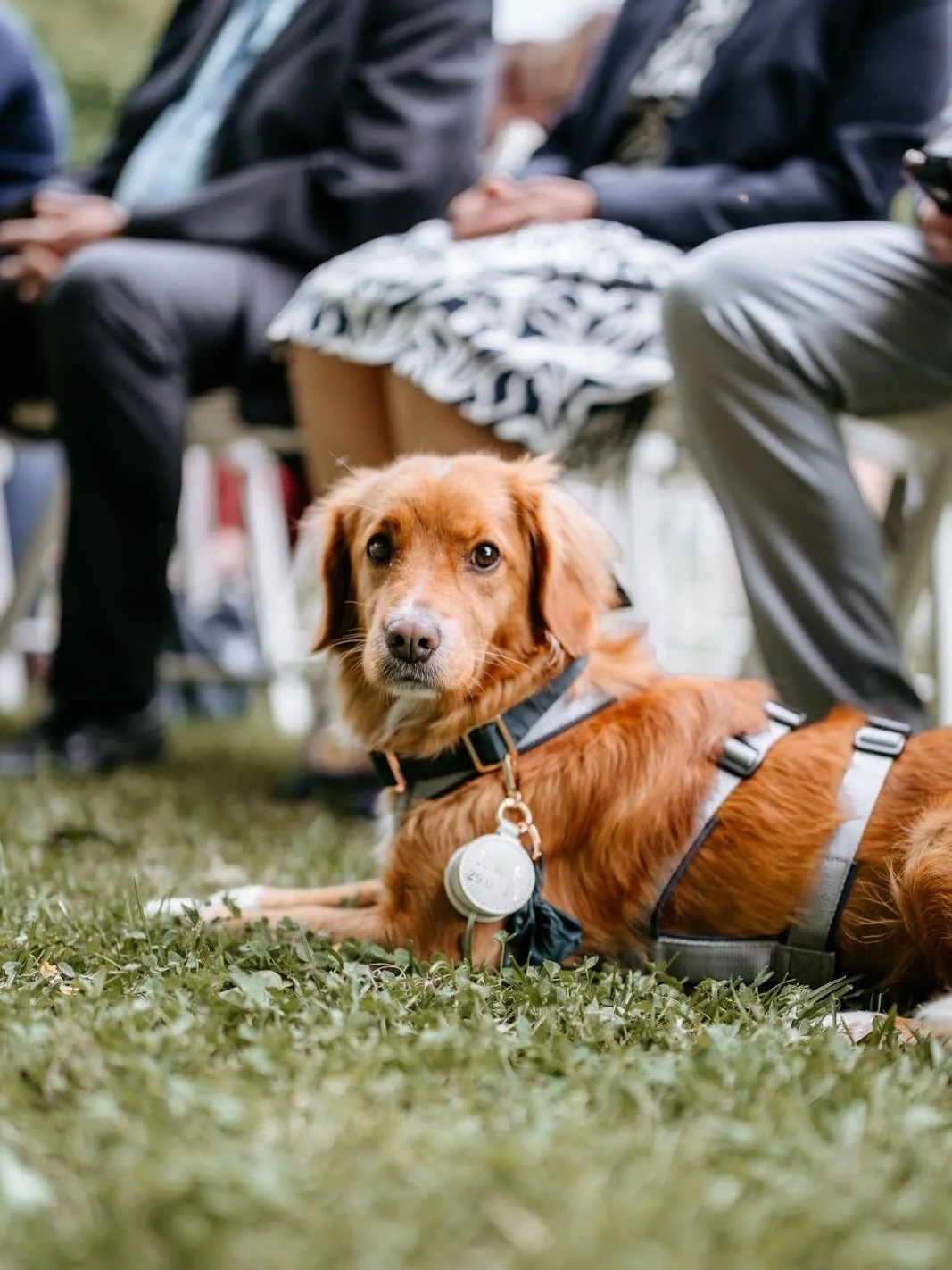 Sie sind die flauschigsten, s&uuml;&szlig;esten und immer sehr gut gekleideten Ringtr&auml;ger ever! 🐕

Hunde sind wichtige Familienmitglieder und d&uuml;rfen selbstverst&auml;ndlich an so einem besonderen Tag dabei sein. Aber nat&uuml;rlich nur (!)