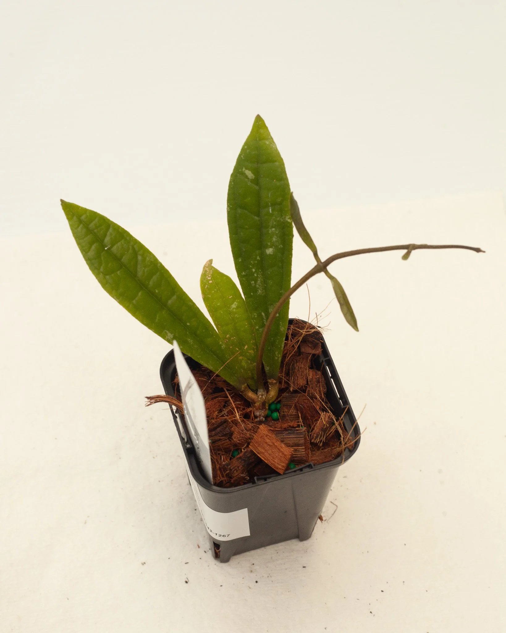 Hoya rigidifolia (Splash)