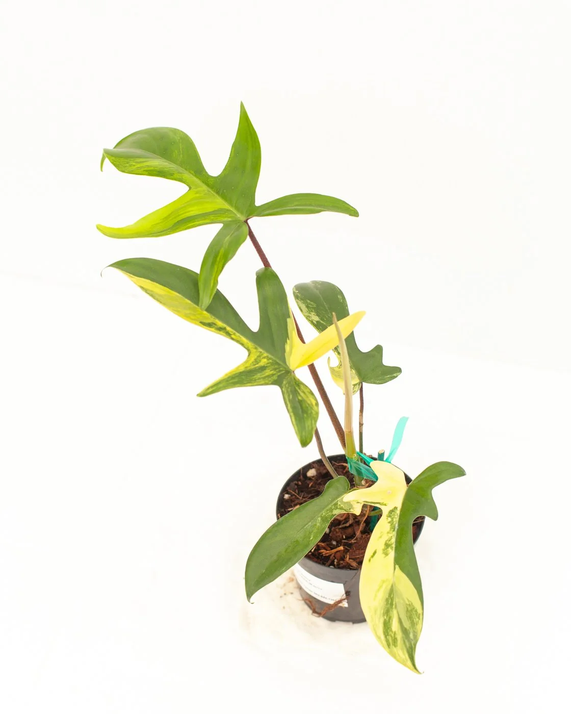 Philodendron 'Florida Beauty'  Philips Garden Center