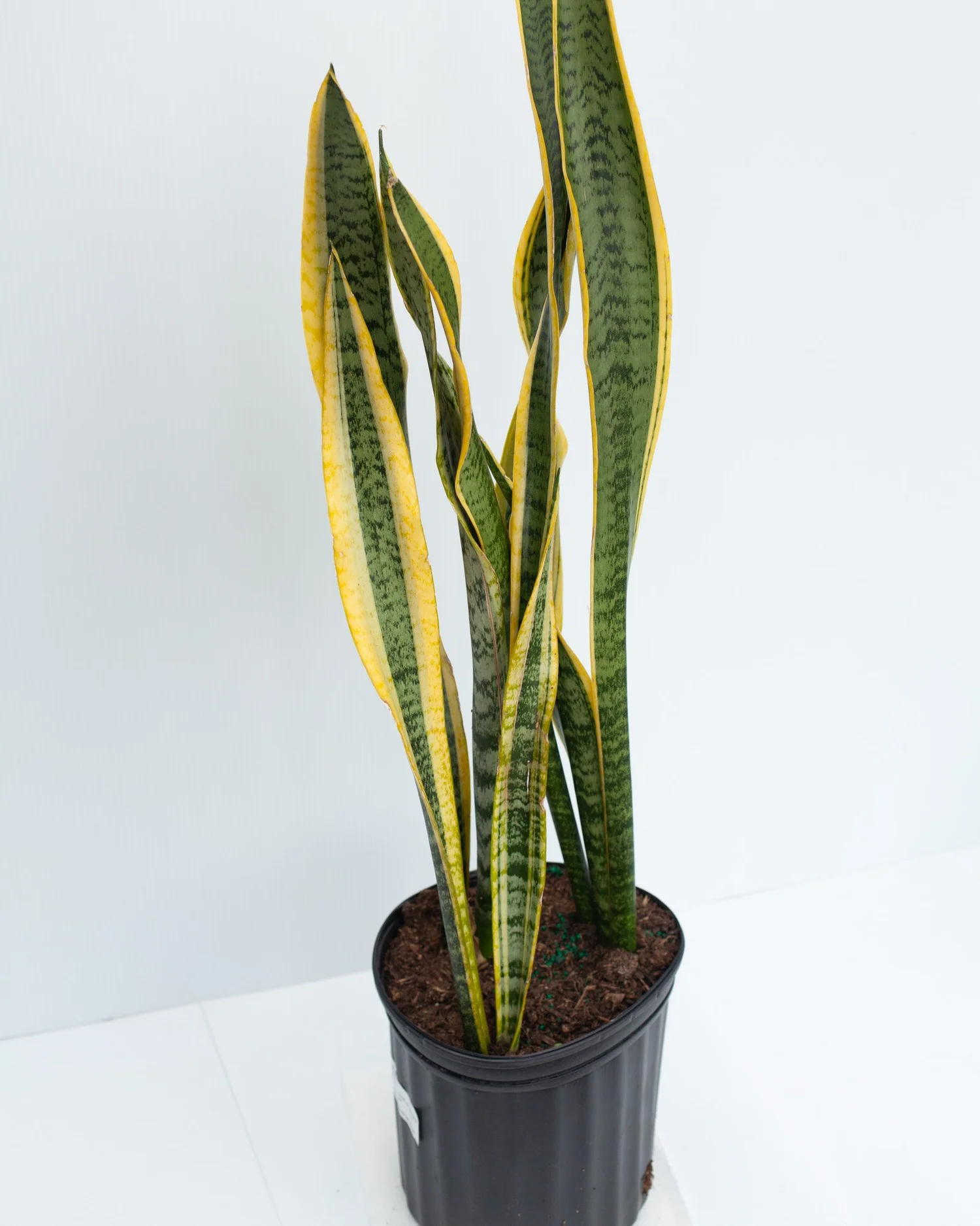 san pedro cactus trichocereus pachanoi Chlorophytum comosum 'Spider Plant' 6 Inch