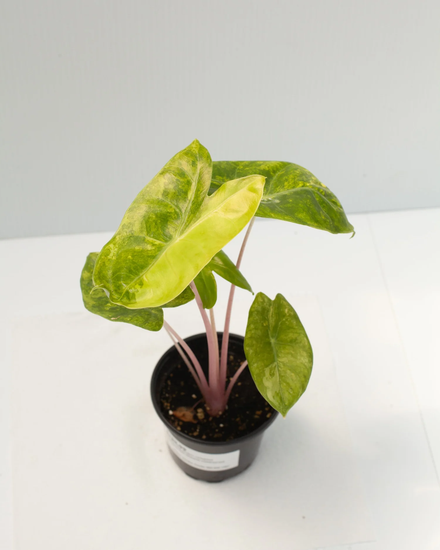 Alocasia 'Pink Dragon' variegated — Philips Garden Center