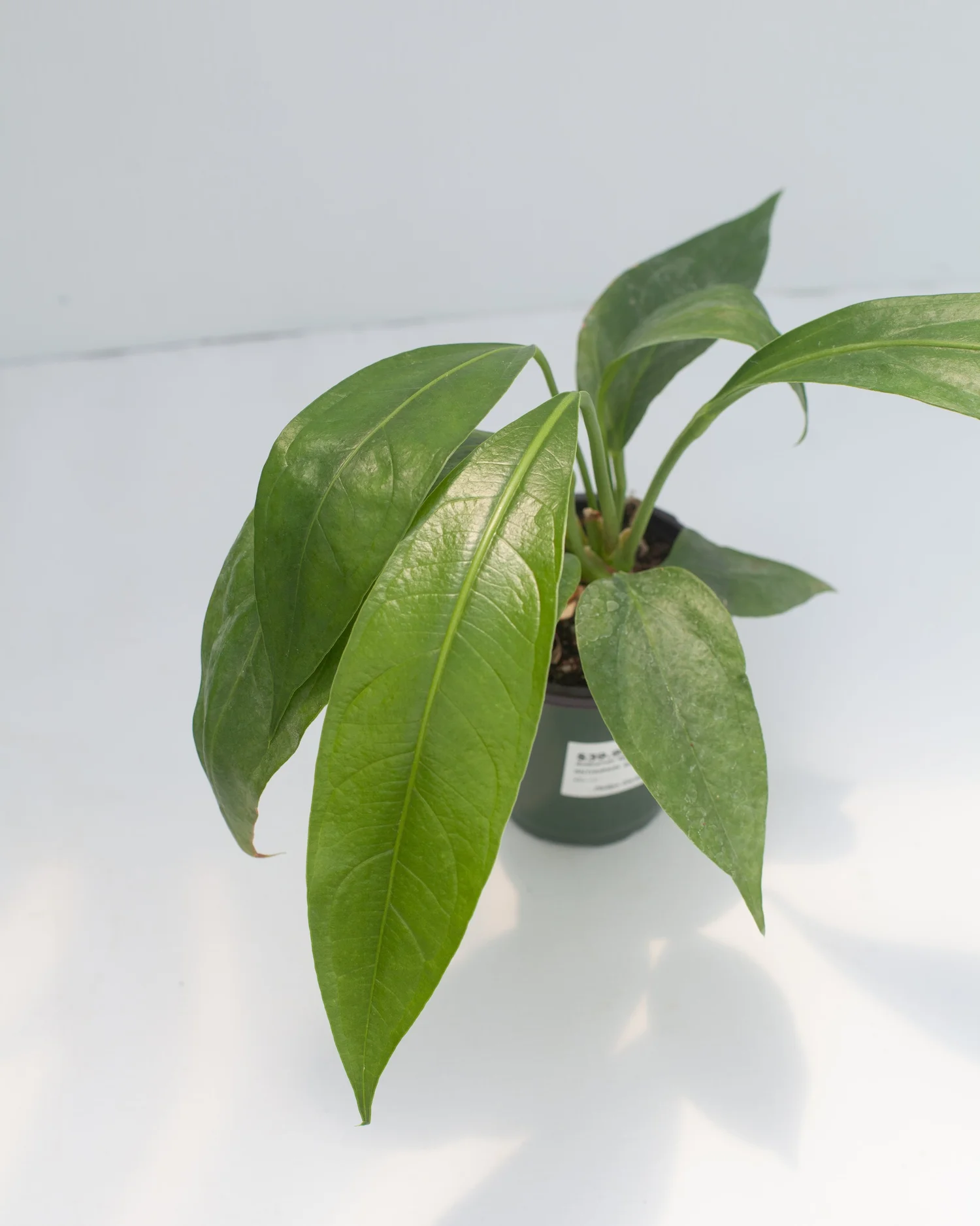 Anthurium x 'Big Bill'  Philips Garden Center
