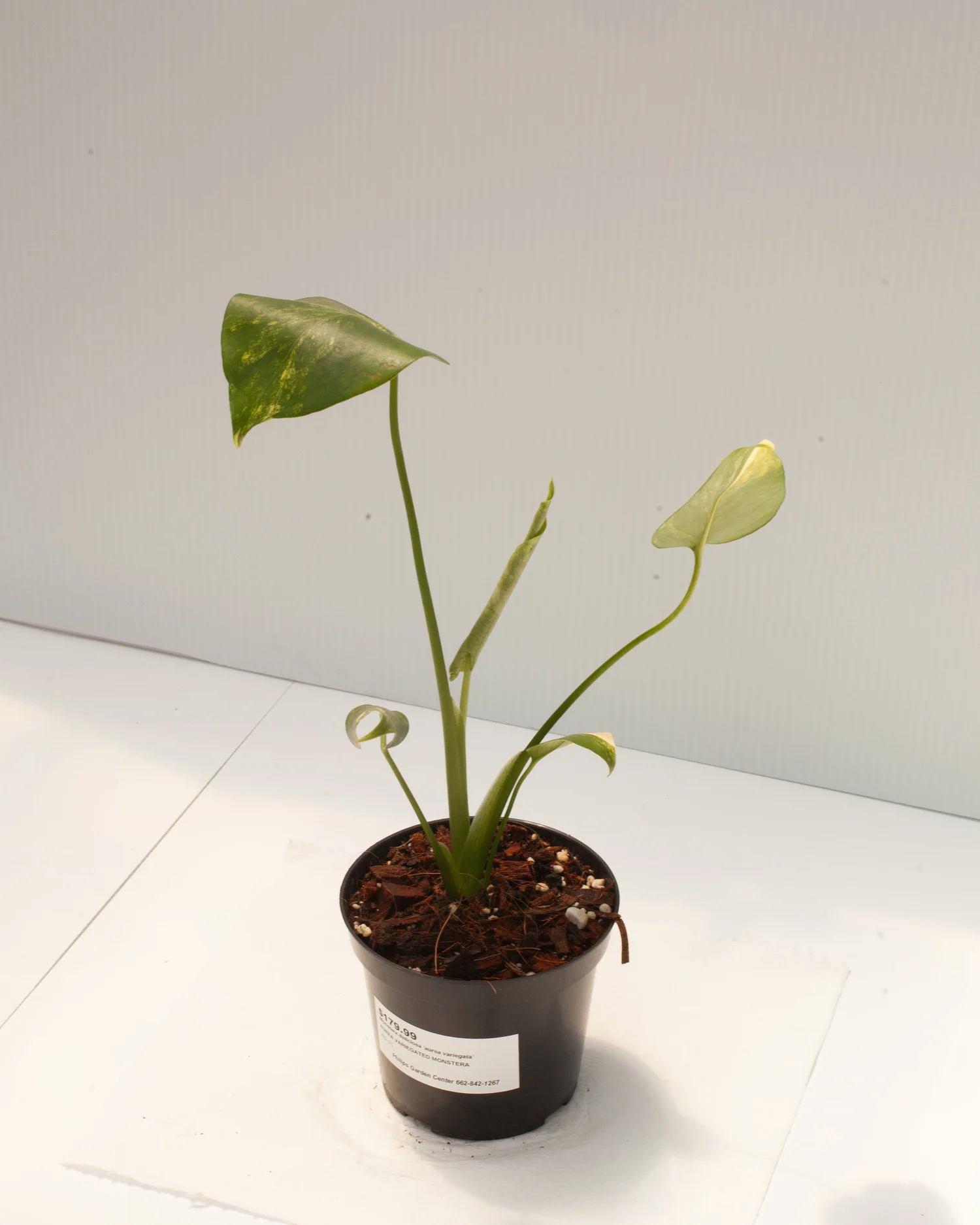 jelly bean plant Jelly Bean – Fragrance Plants and Flowers