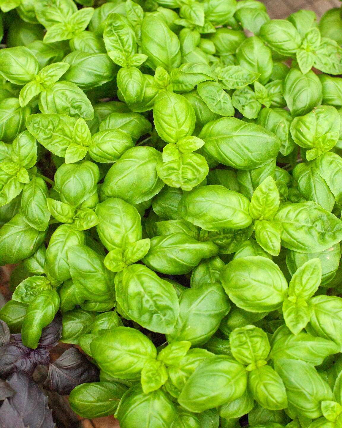 Basil! So fragrant and with tons of flavors, come get your pick while our varieties are all here!