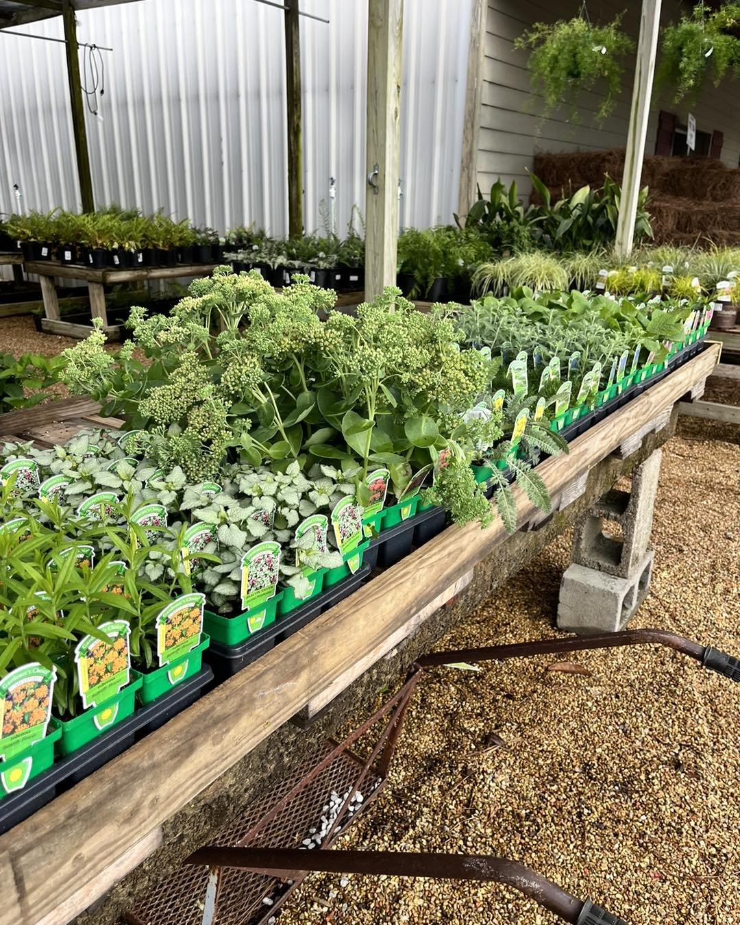 Look at these! Perennials in a 4&quot; pot!! So fun. Come get some of these hard-to-find perennial wonders!