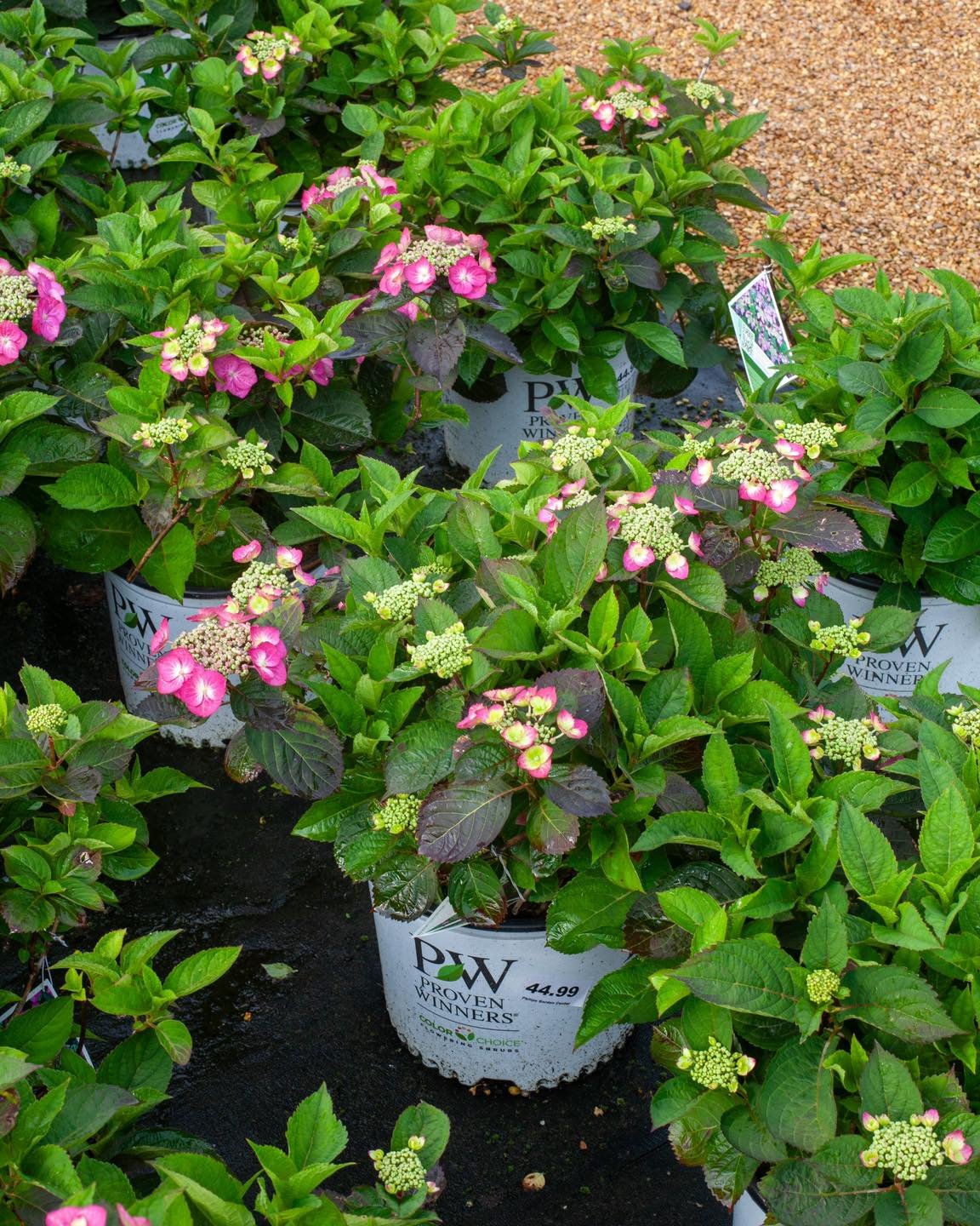 Some new @provenwinners Hydrangeas are blooming! Tiny Tuff Top Fun and Tiny Tuff Stuff are both Mountain Hydrangeas. They would need afternoon shade to perform. Fairytrail Bride is a new type of Hydrangea called Cascade! It has a horizontal, spreadin