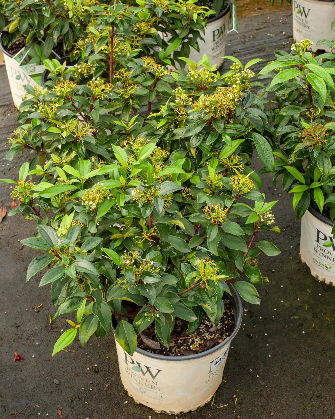 Now this is a cool pair! @provenwinners have created the Yin and Yang David Viburnum! They're a hybrid of V. David I and V. propinquum. They require limited pruning. Yin reaches 2-4' tall and 4' wide and Yang reaches 2' tall and 4' wide. You need bot
