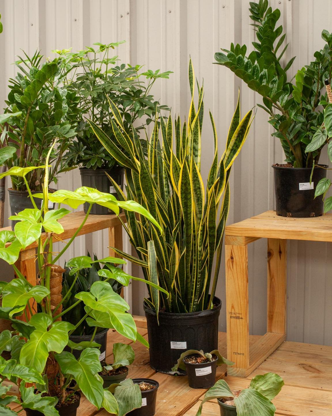 We love big houseplants! It can truly bring life to an interior. Don't forget we can also get large ones for your home or business too! Just let us know!

#houseplants #supportlocal