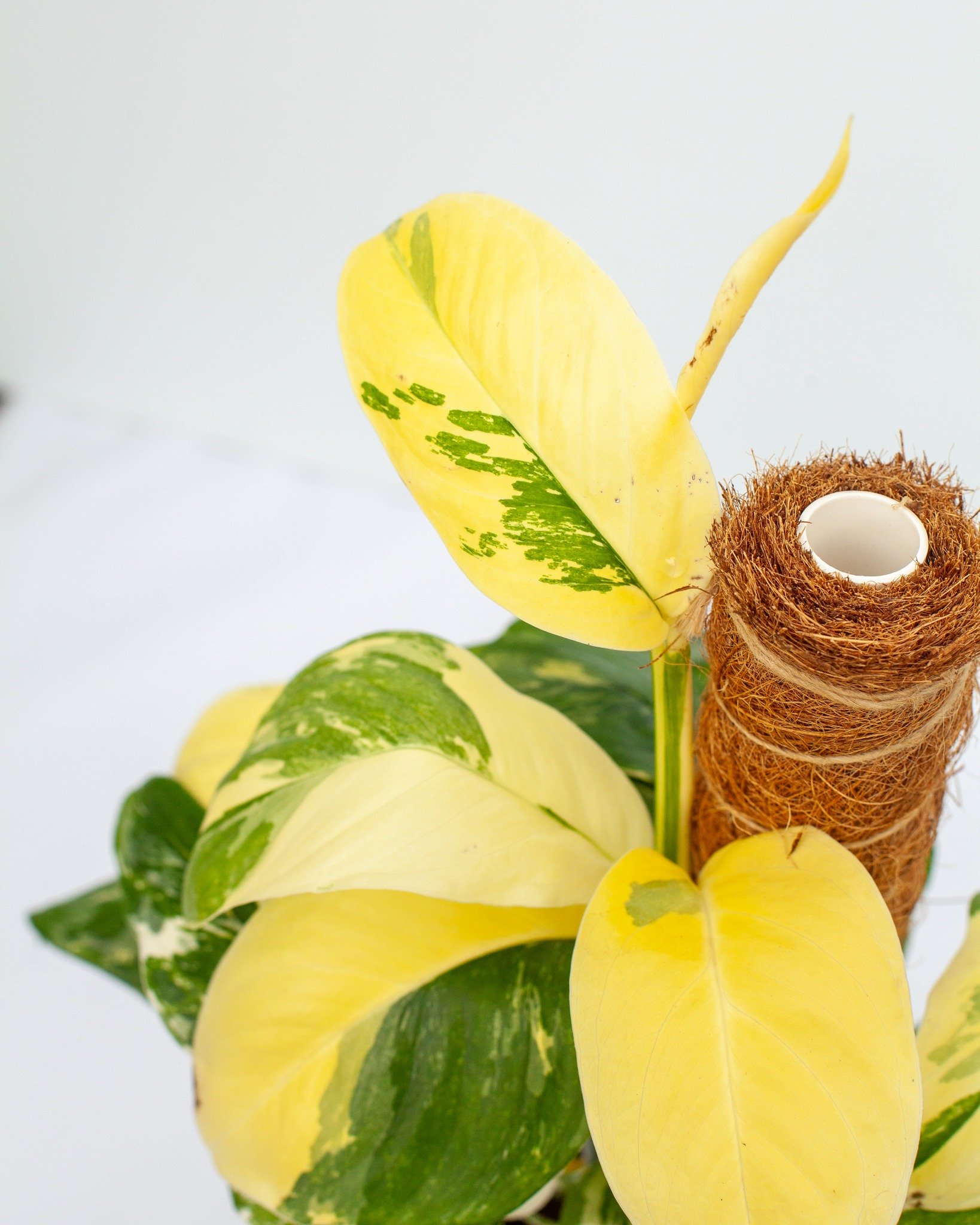 Our Houseplant Shop is updated on our website! Check our link in our bio to buy houseplants, and we'll carefully ship them to you across the continental US! Obviously for those of you local in Tupelo, MS, we'd love for you to come shop with us and ma