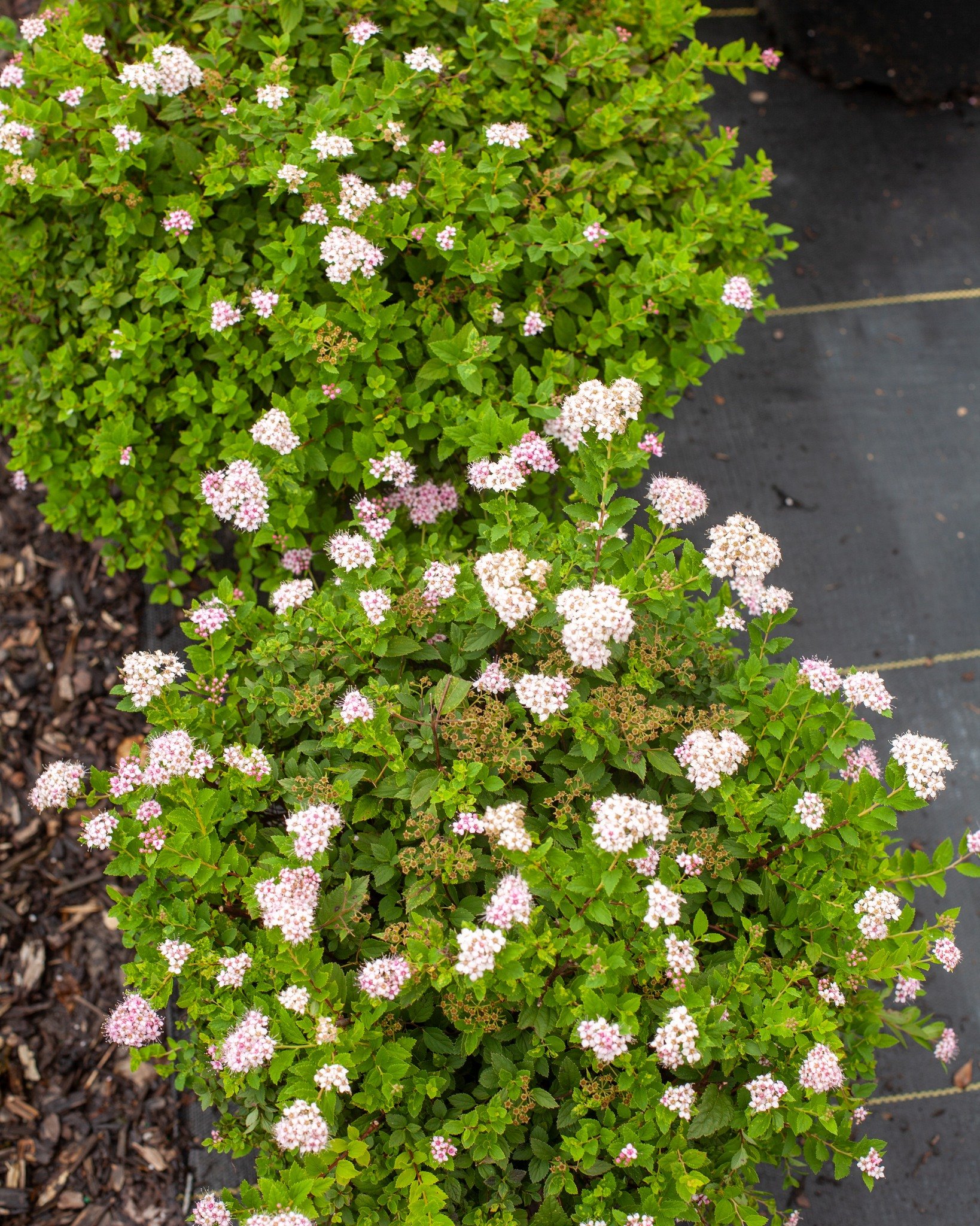 'Little Princess' and 'Double Play Doozie' are just two of the Spirea we have right now. Beautiful deciduous shrubs that add some great spring blooms to your landscape.