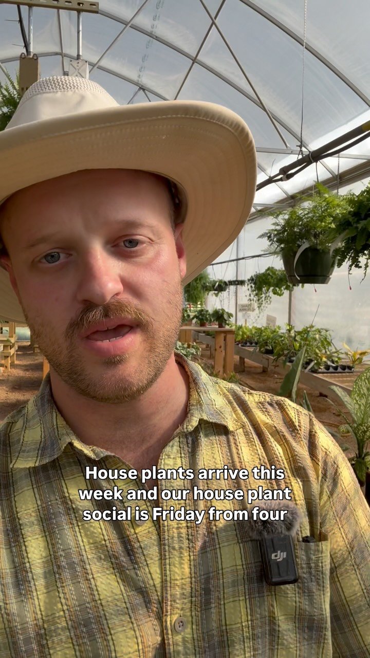 Don't forget about our Houseplant Social this Friday, June 27th 4-7pm! We have TONS of cool new plants coming, common, rare, and unique!
-bring your houseplant cuttings and plants to swap!
-all houseplants and pottery inside will be 20% off! Some p