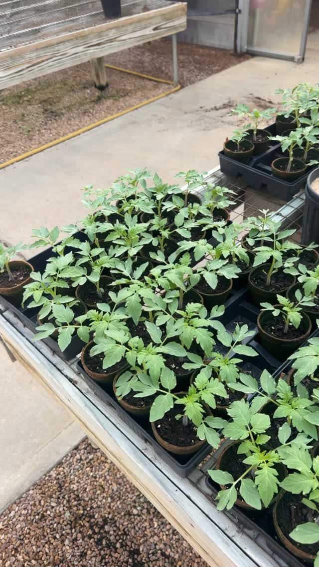 Fall tomato plants are up and ready! Plus California Wonder and Jalapeño peppers! 🪴