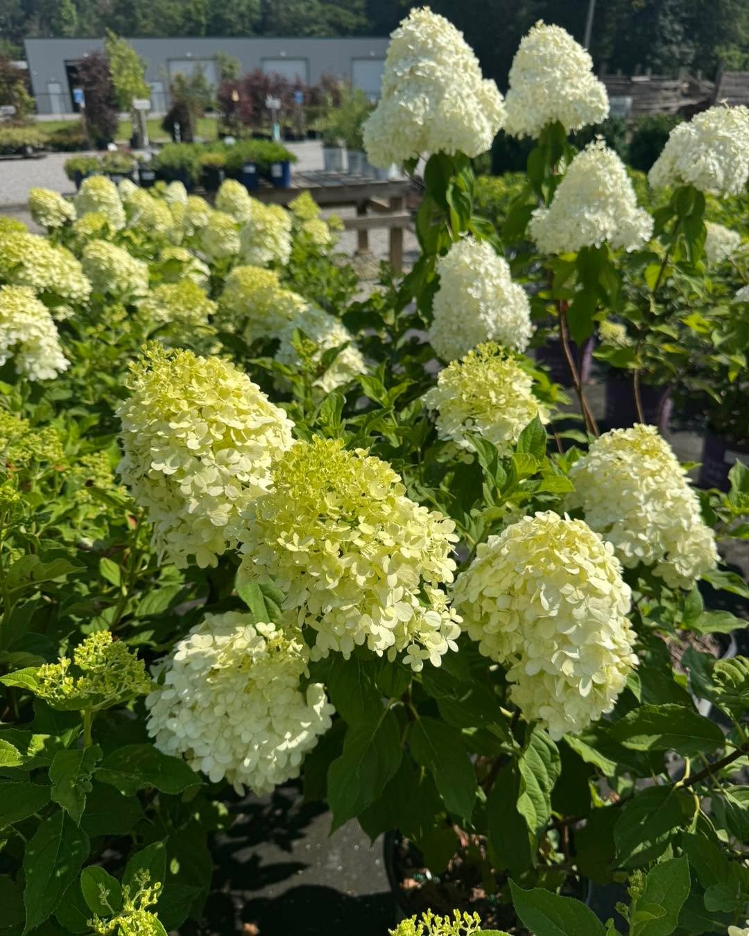 Our summer hours, for July and August, are in effect. Monday-Friday 8am-4pm and Saturdays 8am-1pm.
Check out these panicle Hydrangeas! Sun-loving blooming showstoppers. There's tons of varieties!