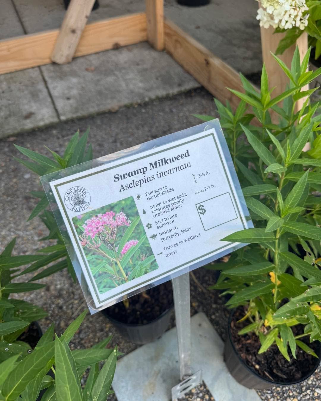 Swamp Milkweed (Asclepias incarnata) is here! A beautiful native perennial that is an essential host plant to the Monarch butterfly! It's recommended to plant more than one together so that the caterpillars have enough to eat to reach maturity. This