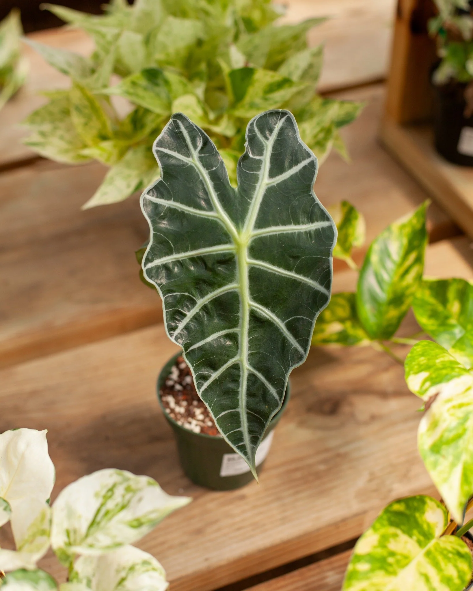 🪴Houseplant Sale🪴 THIS Saturday, August 23rd! Come grab a donut (while they last in the AM), popcorn, and houseplants for 25% off! We have lots of awesome houseplants that need a home! Some plants may also be discounted to 50% off 😁
1. Alocasia '