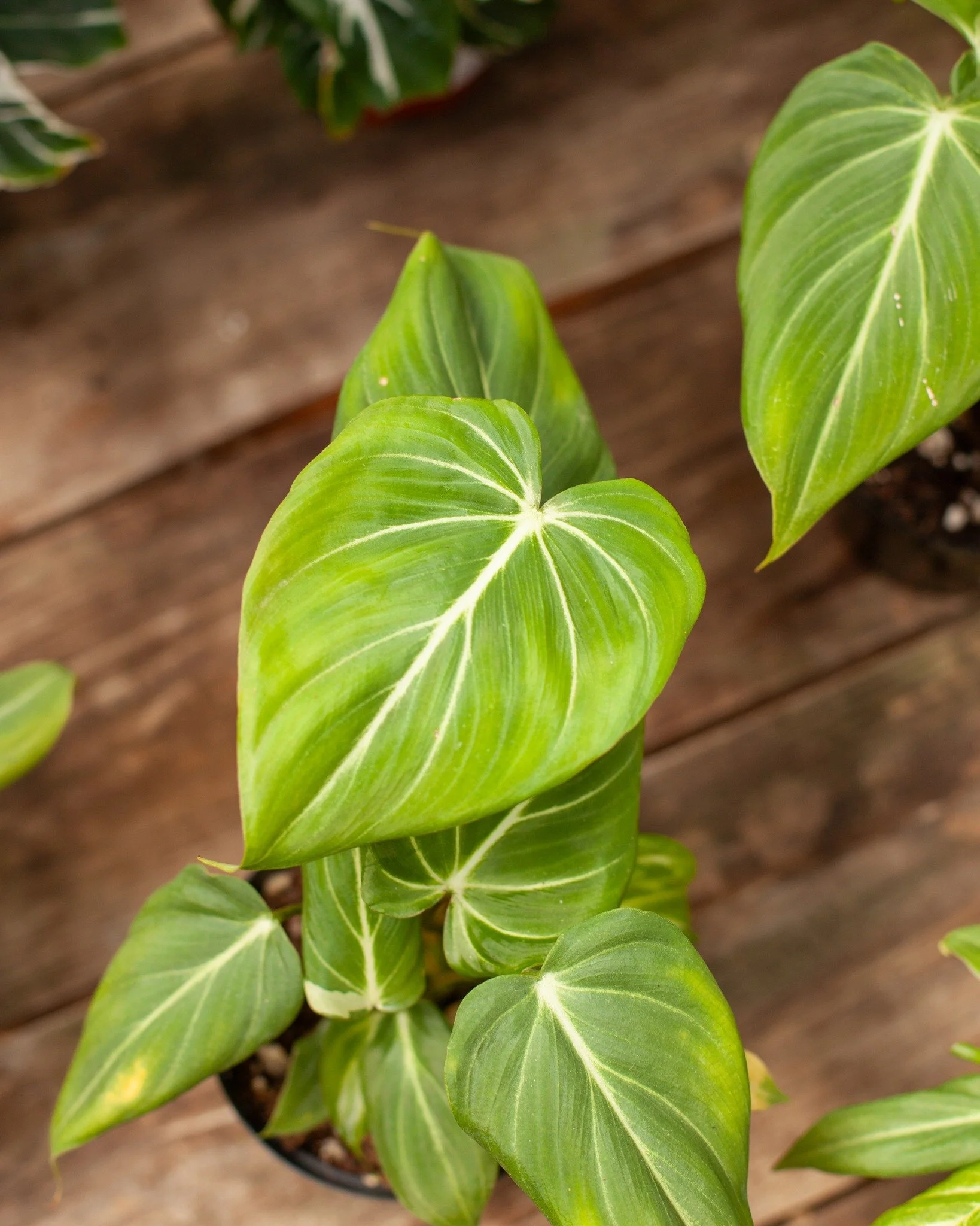 🪴Houseplant Sale🪴 TOMORROW Saturday, August 23rd! Come grab a donut (while they last in the AM), popcorn, and houseplants for 25% off! We have lots of awesome houseplants that need a home! Some plants may also be discounted to 50% off 😁
1. Philod