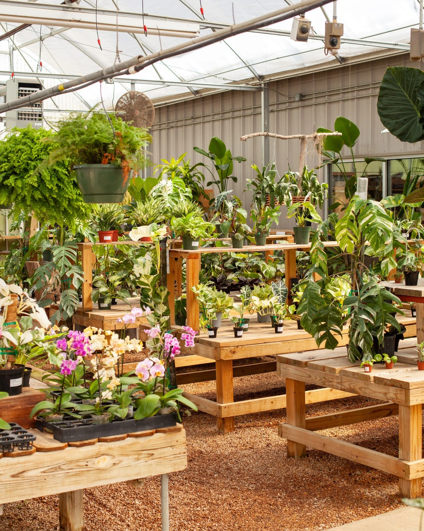 🪴Houseplant Sale🪴 TODAY Saturday, August 23rd! Come grab a donut (while they last in the AM), popcorn, and houseplants for 25% off! We have lots of awesome houseplants that need a home! Some plants may also be discounted to 50% off 😁