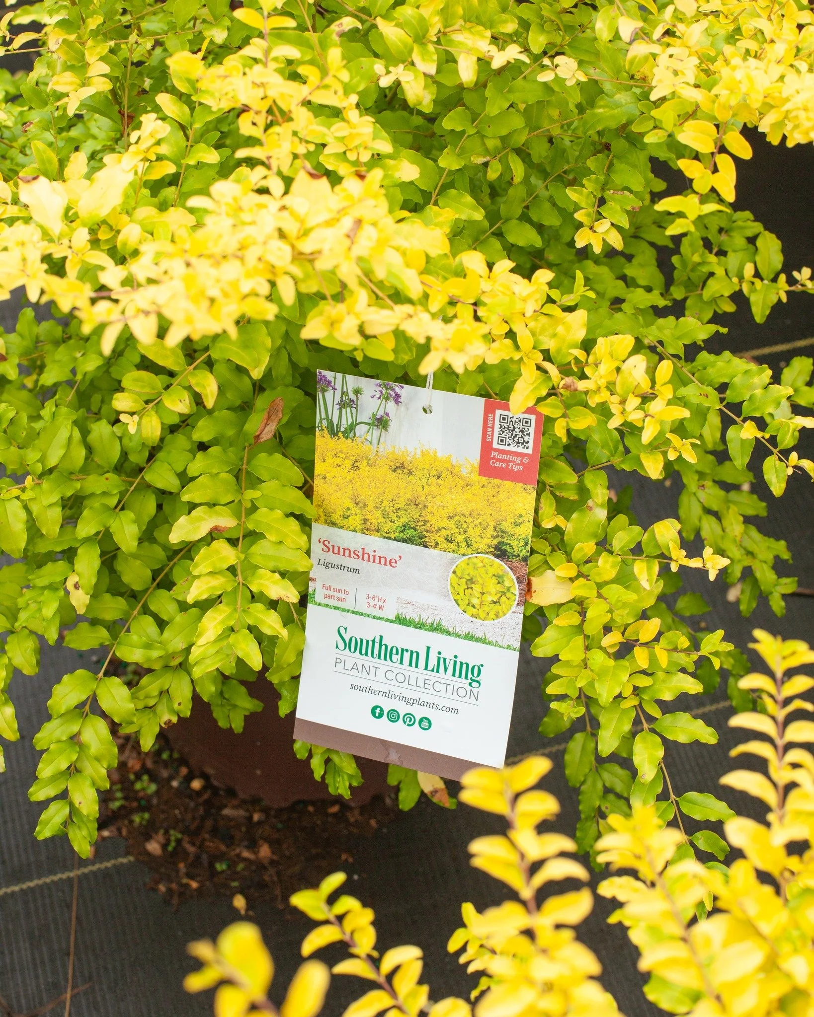 'Sunshine' Ligustrum can brighten up your landscape, for sure!