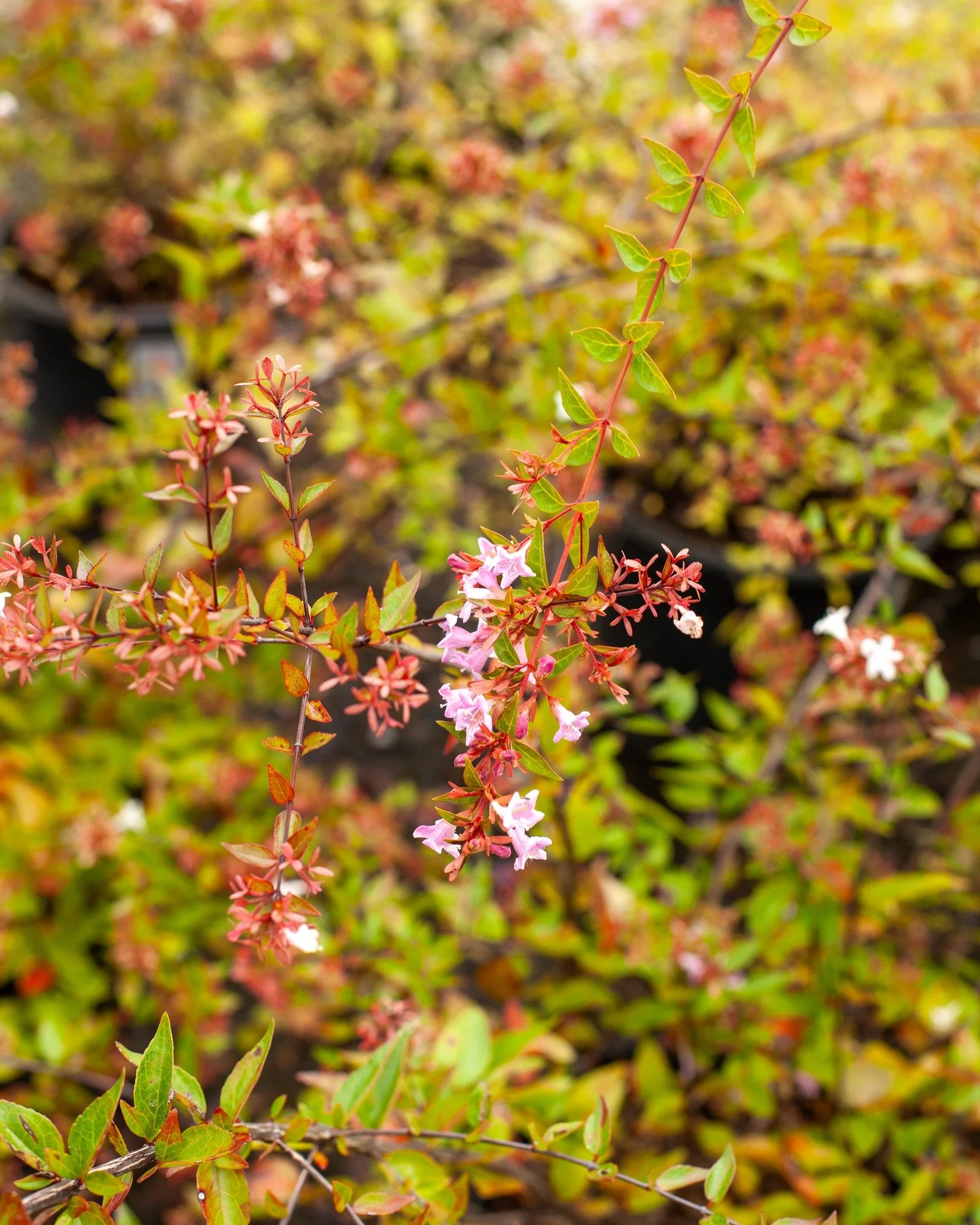 Abelia is a strong, beautiful flowering shrub with an organic growing habit. It can add great color year-round and it attracts pollinators. Check out all the varieties and sizes!
